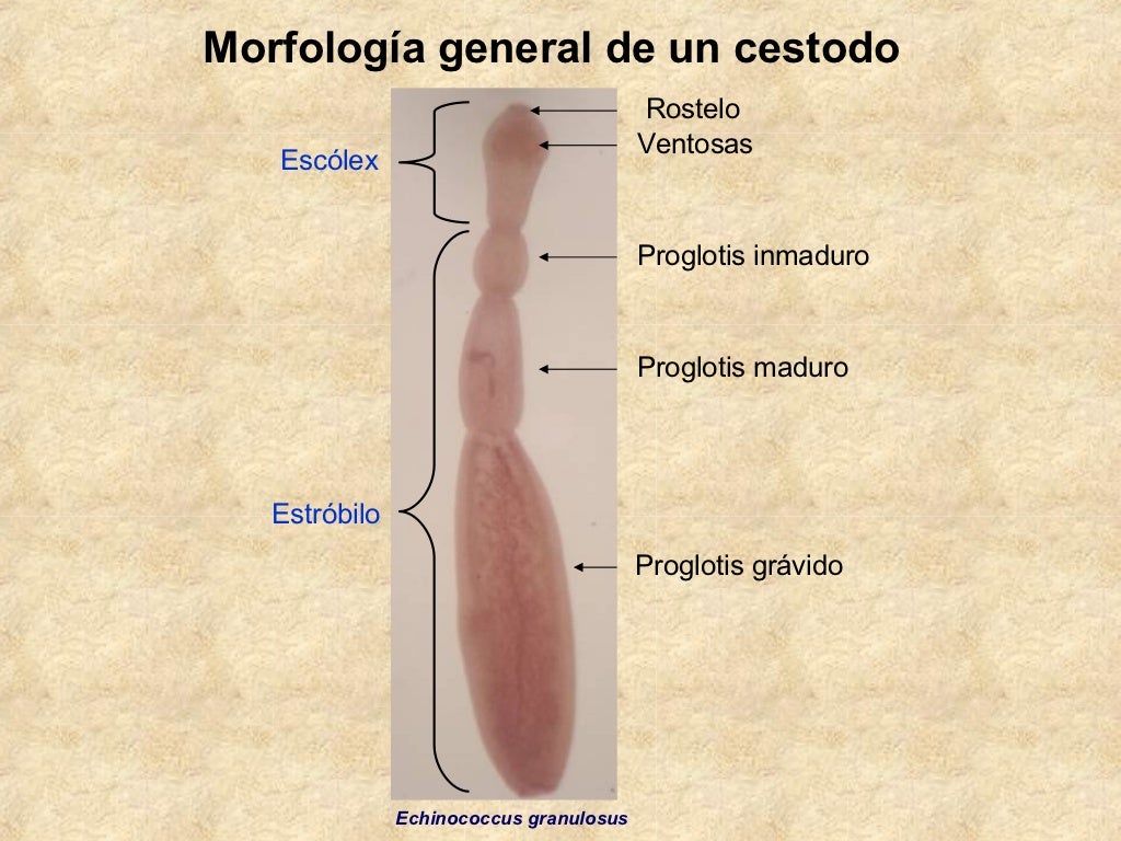 Cestodos2