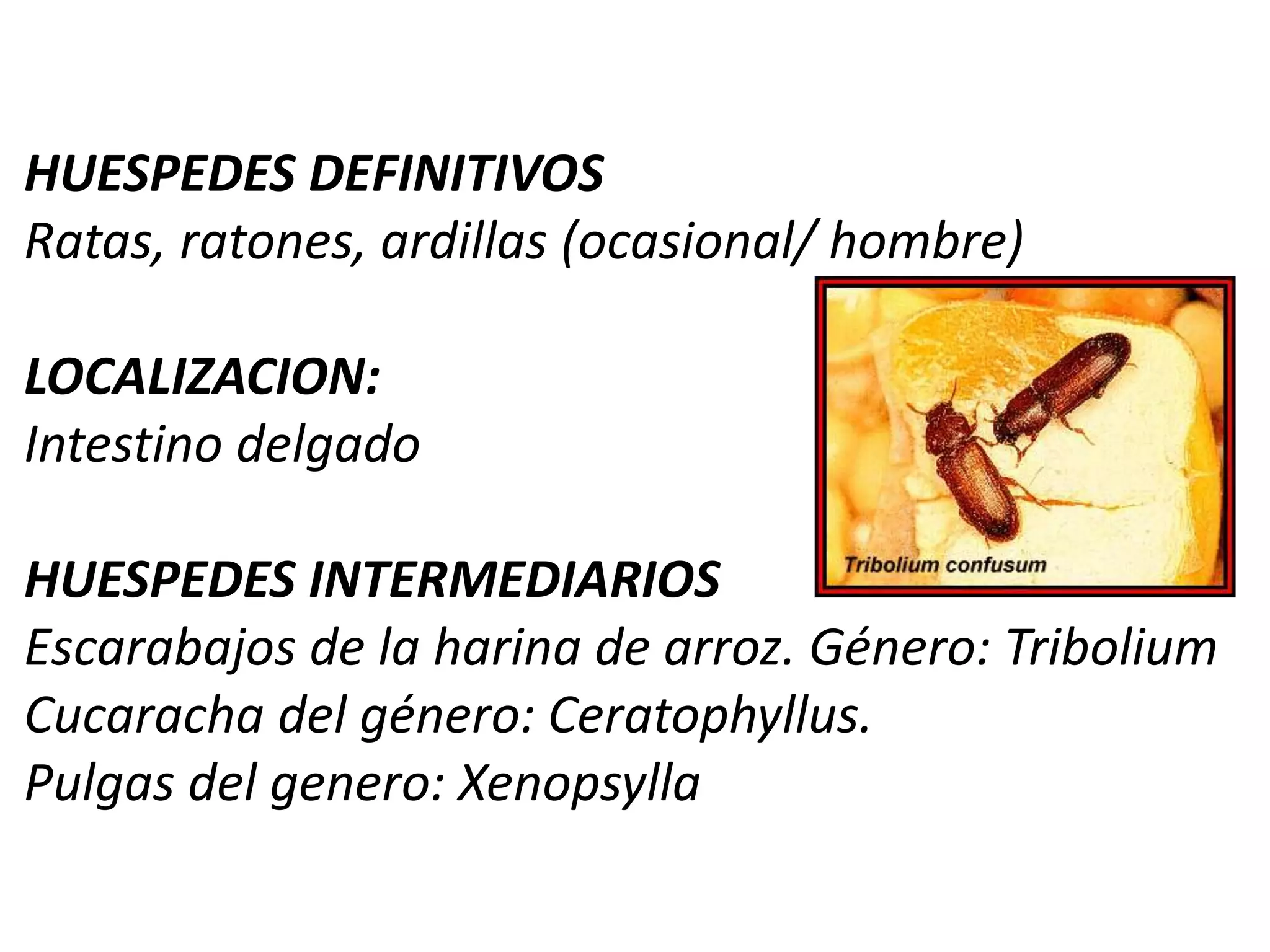 TRATAMIENTOLa cisticercosis no tiene tratamiento en cerdos 		decomiso carne infectada.
