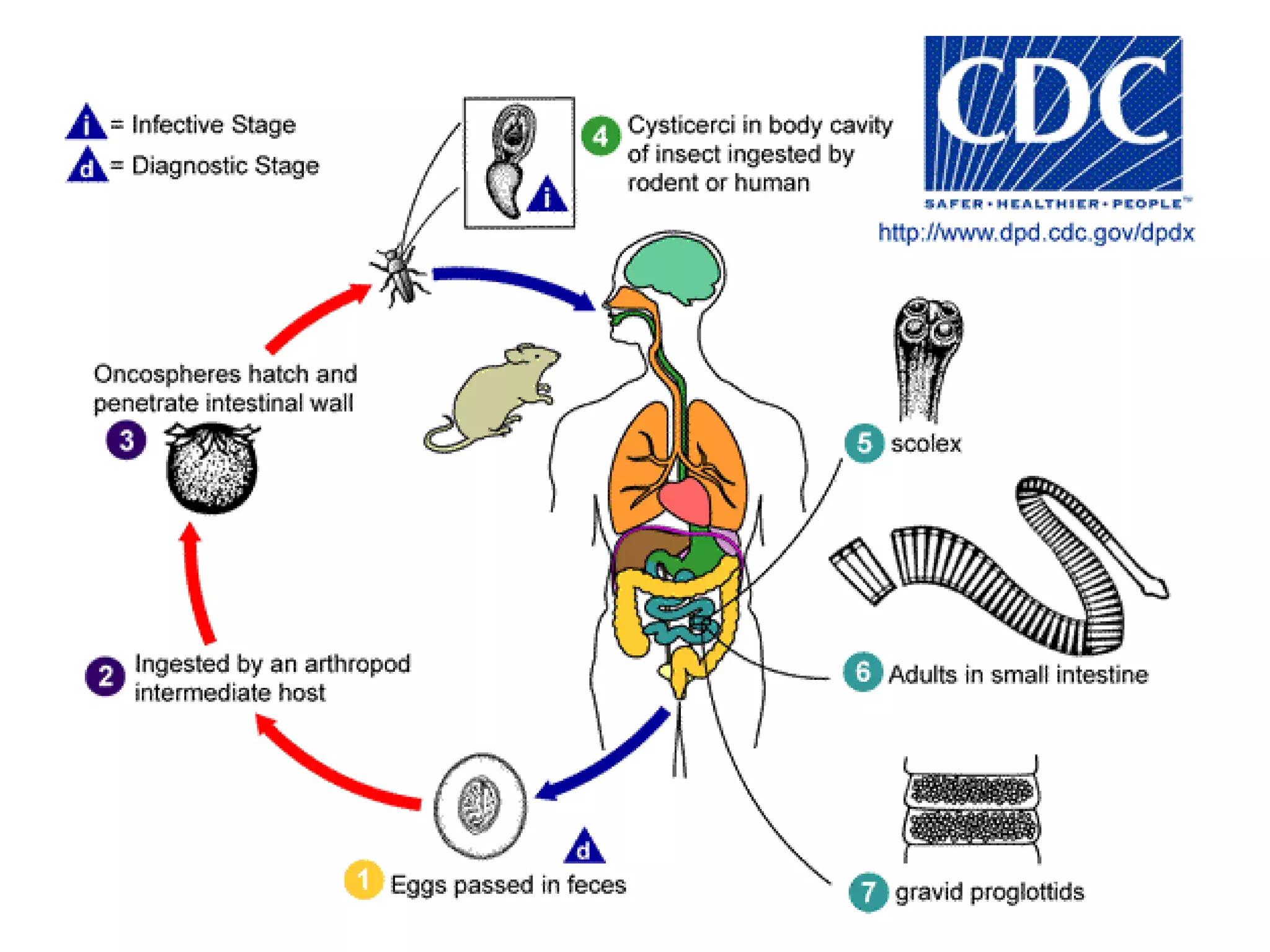 Podría realizarse con Praziquantel. (un día de Tto es factible acabar con la enfermedad; siempre y cuando la reacción inflamatoria destruya el parásito	en 2 meses)Medidas de control: Medida aceptada mundialmente: Decomiso de carne infectada.