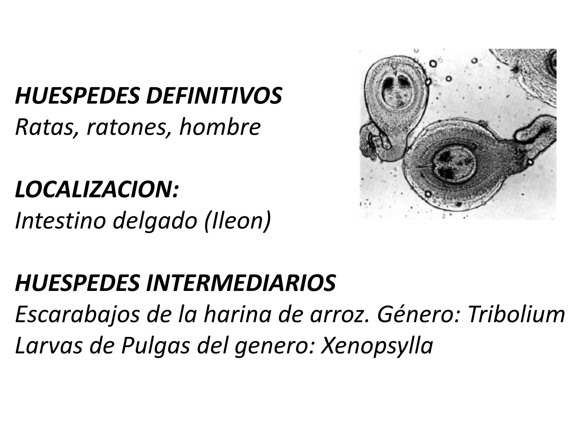  Infección leve: Cisticercos pueden cepillarse de los músculos, y la carne en canal es sometida a “fritura”.