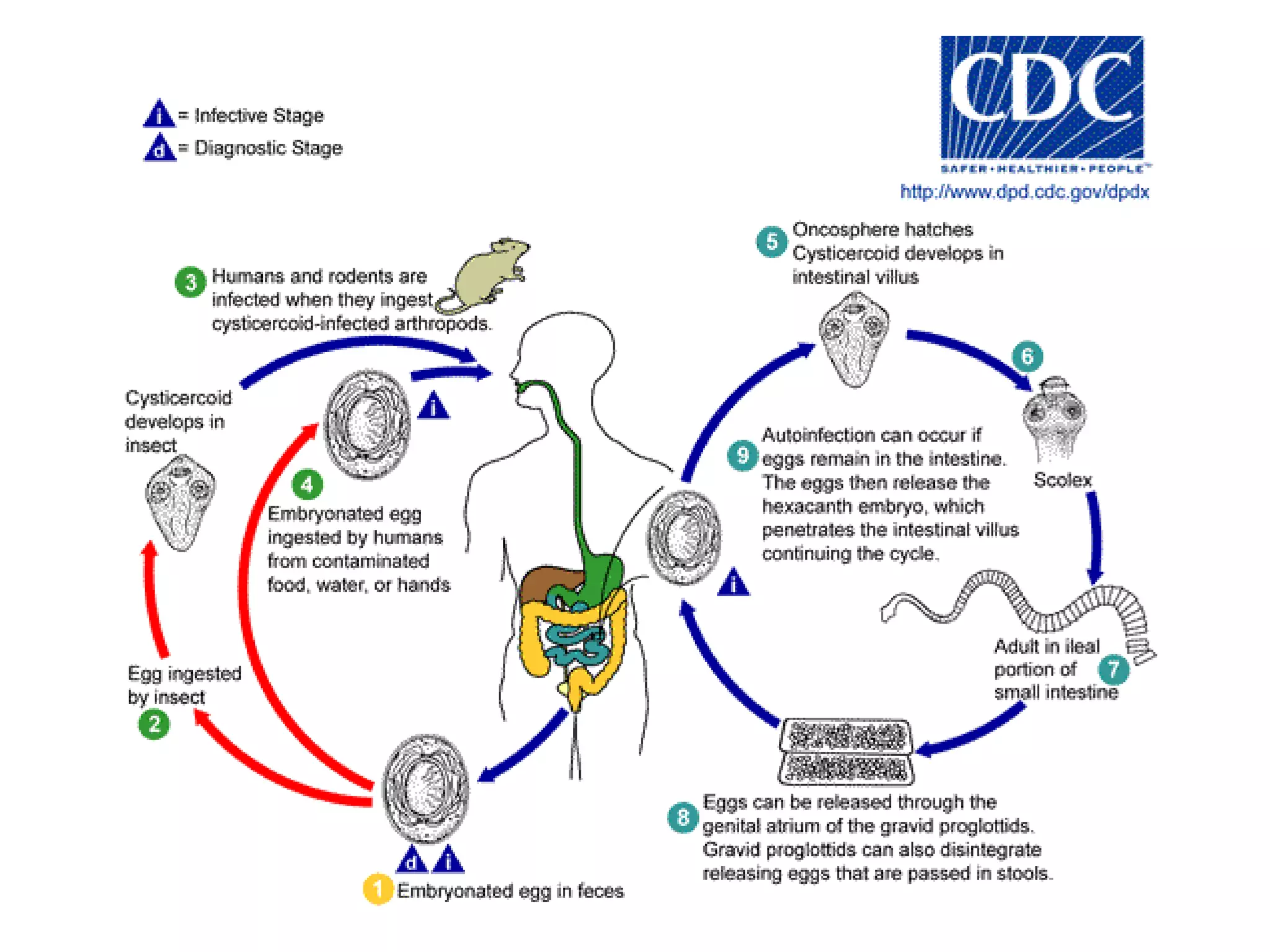  Si es “intensa”: la carne se considera no apta para consumo y se incinera.Los conceptos de “leve” e “intenso” no son precisos y su definición queda a juicio del inspector sanitario.