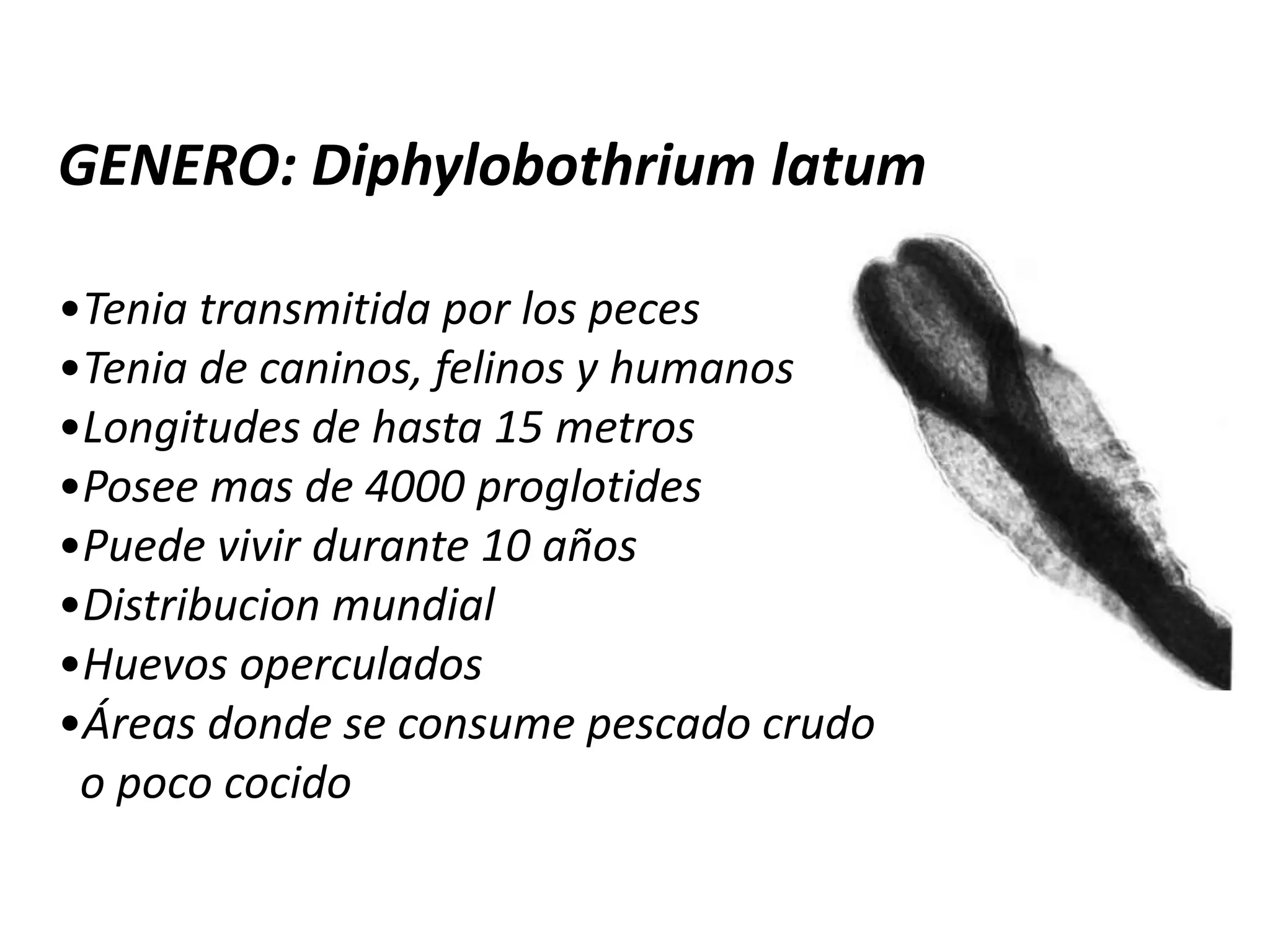  Evitar el riego de cultivo con aguas negras.