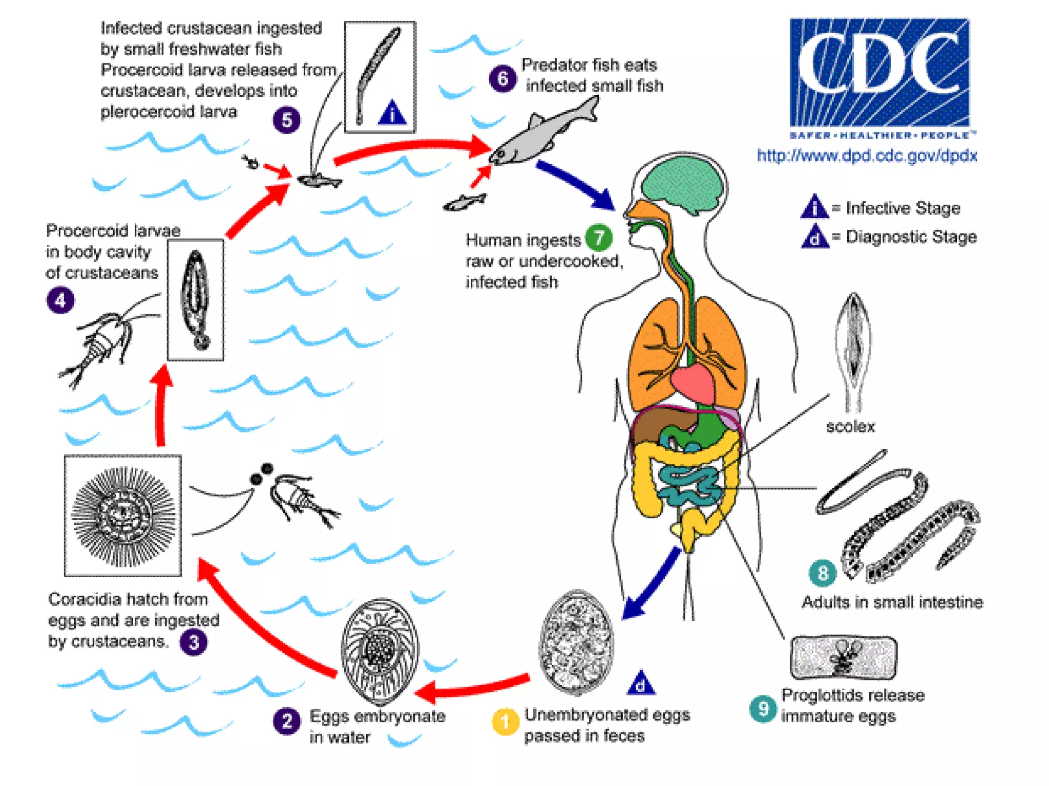  Educar a la población sobre la evolución de la cisticercosis.