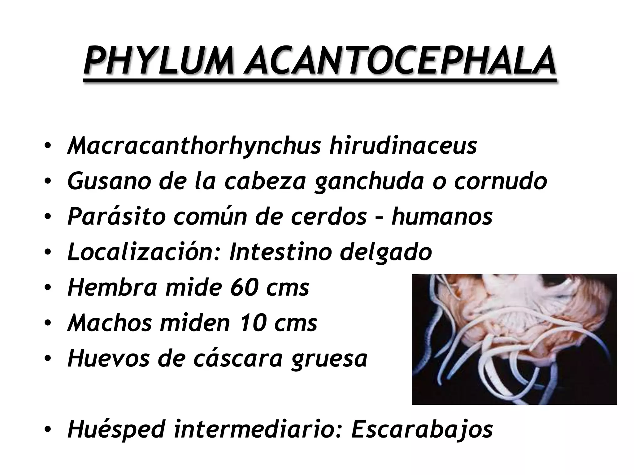  Penalizar el mercado clandestino de la carne de cerdo infestada.CAMPAÑAS DE VIGILANCIA EPIDEMIOLOGICA Examen del 100% de cerdos sacrificados en mataderos.