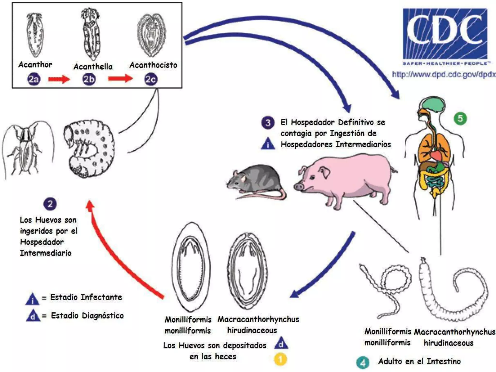  Identificación de procedencia de animales infestados (municipio, vereda, finca).