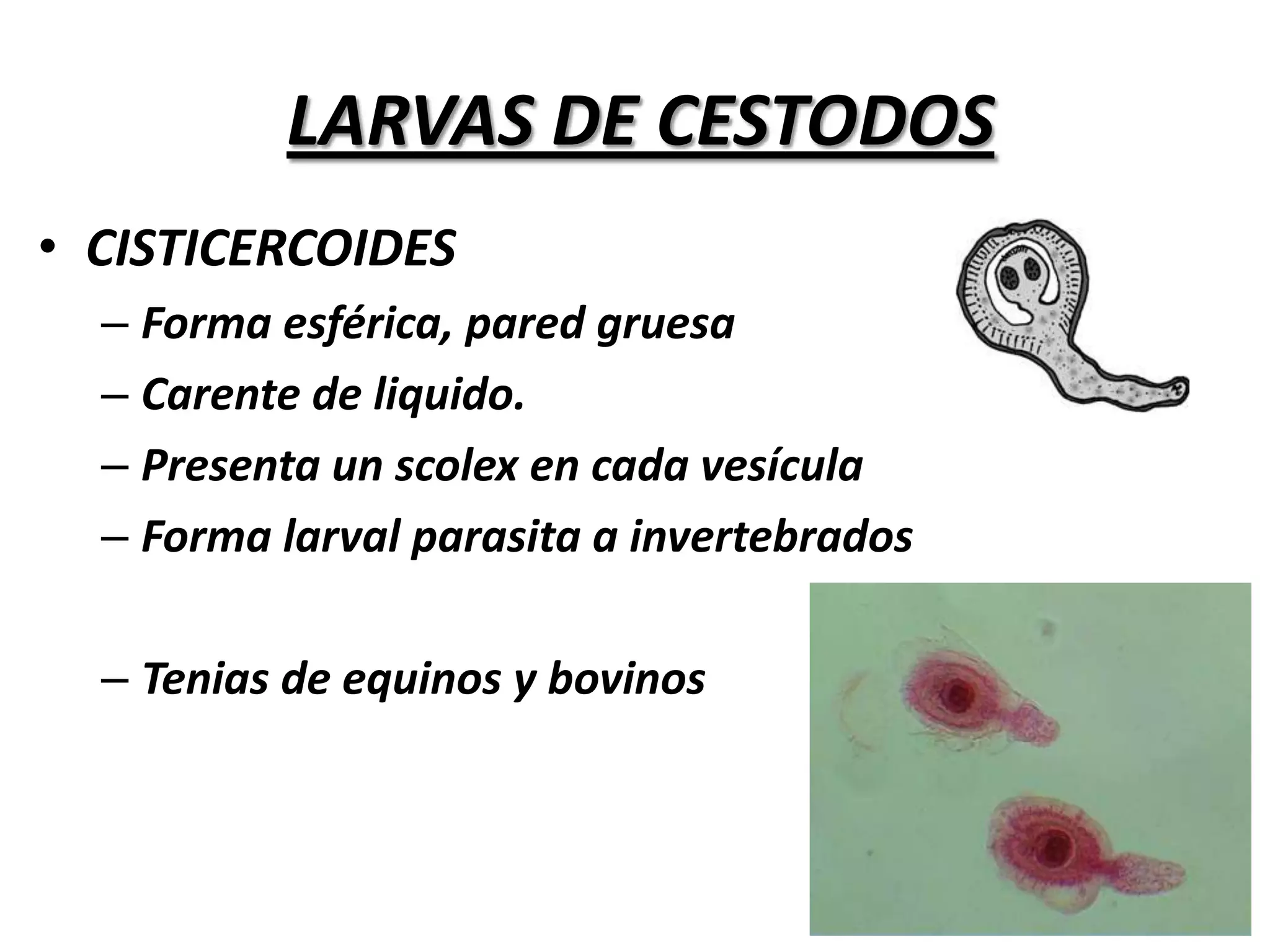 EVOLUCION GENERAL DE LOS CESTODOSEvolución IndirectaVía de contaminación “H” siempre oralRelación “h” – “H” (ingestión)Localización a nivel intestinalSegmentos maduros se eliminan (heces)Huevos infectan “h” ---- dejan libre embrión Reacción del “h” --- Quiste larval de la teniaEvolución continua cuando “H” ingiere al “h”