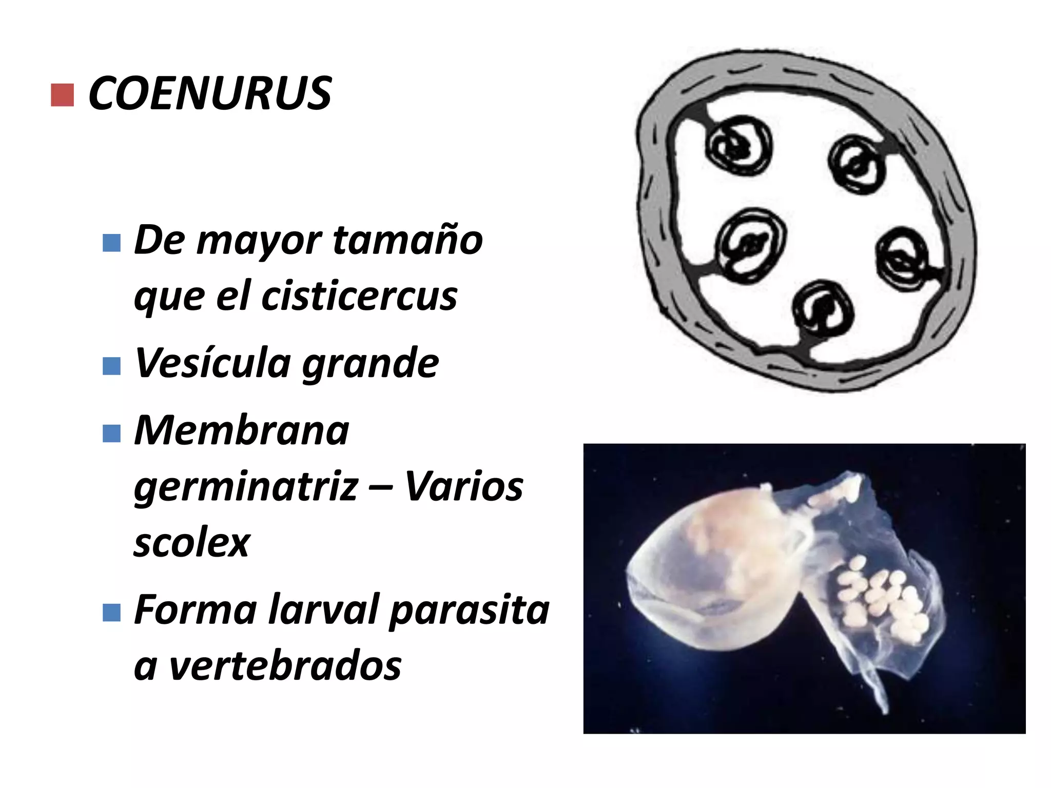 LARVAS DE CESTODOSCISTICERCOIDESForma esférica, pared gruesaCarente de liquido.Presenta un scolex en cada vesículaForma larval parasita a invertebradosTenias de equinos y bovinos