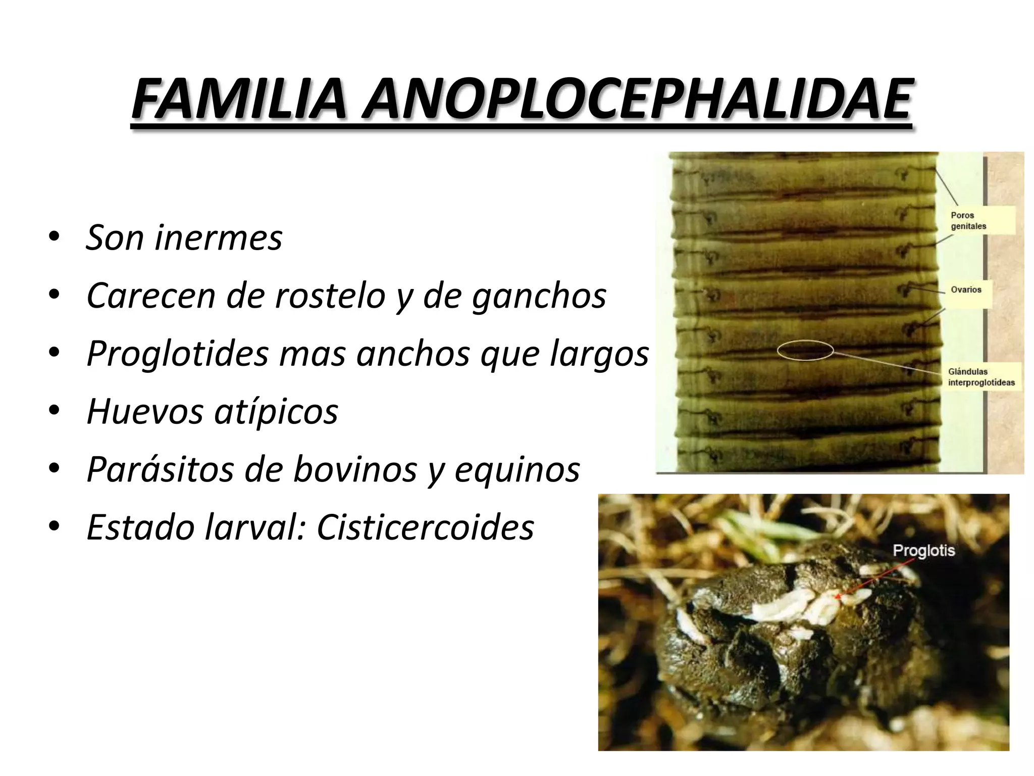 Membrana germinatriz – Varios scolex