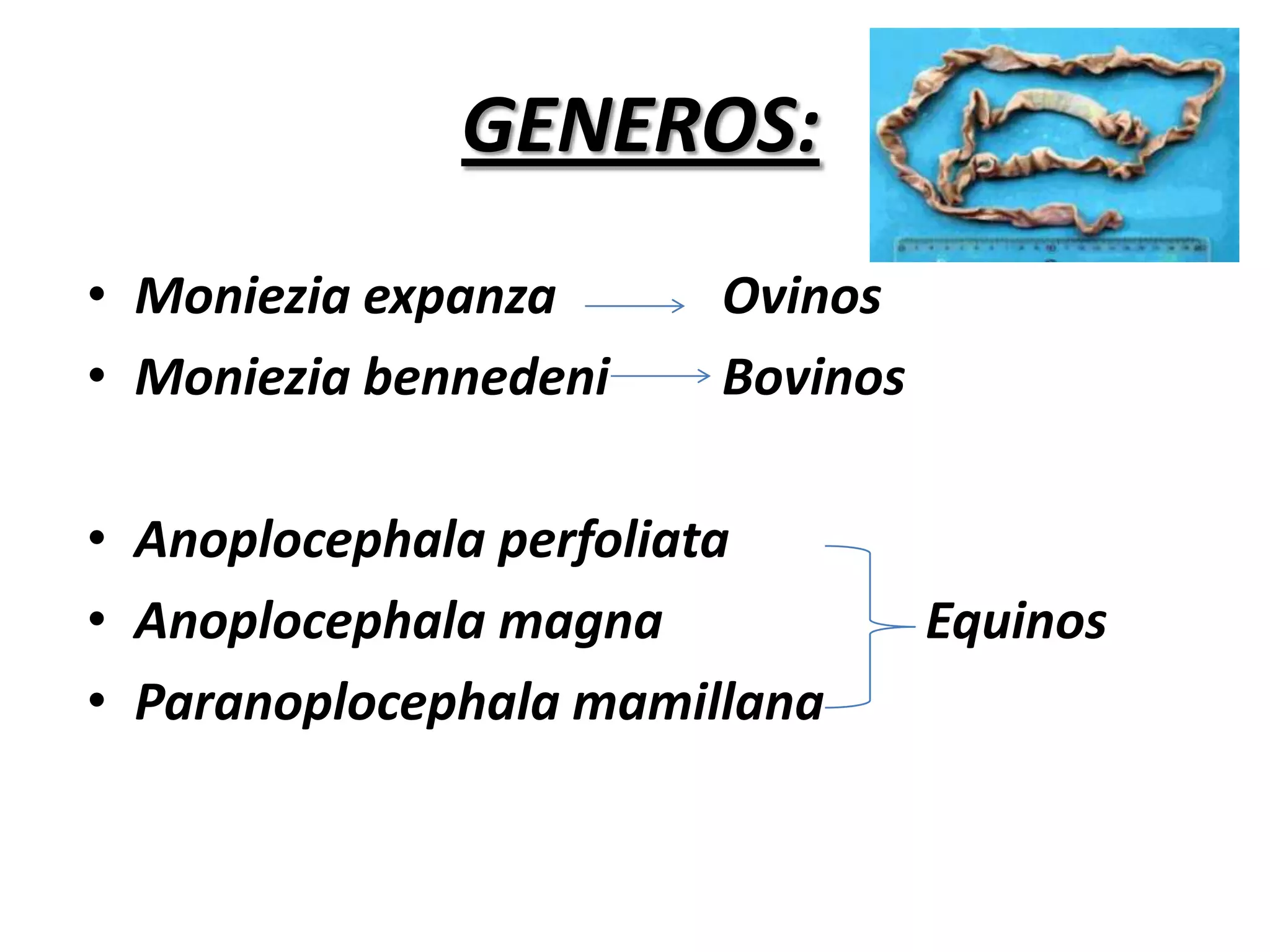 Forma larval parasita a vertebradosQUISTE HIDATICO