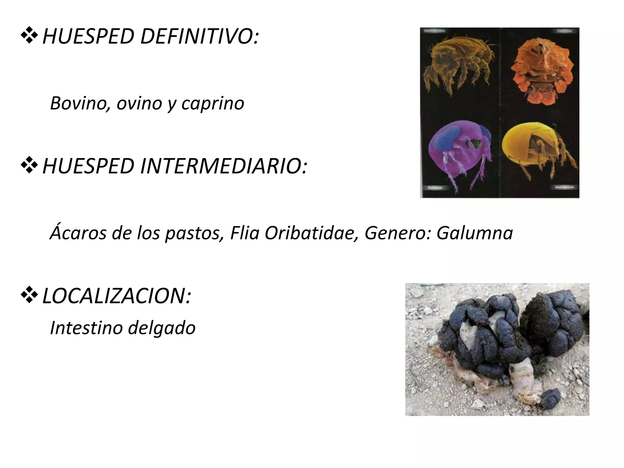 Pared interna tipo germinatriz