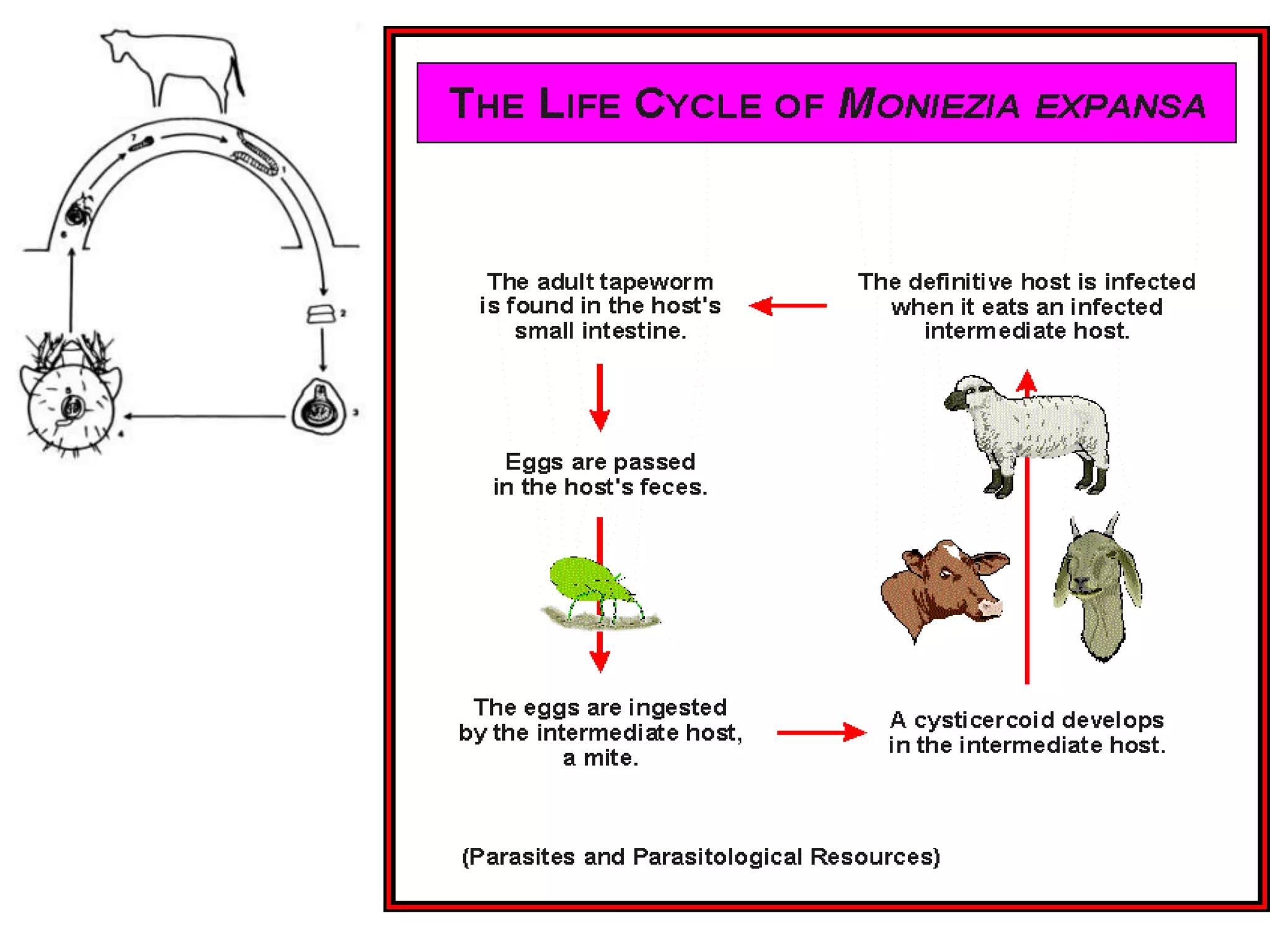 Vesícula hijas – vesículas nietas