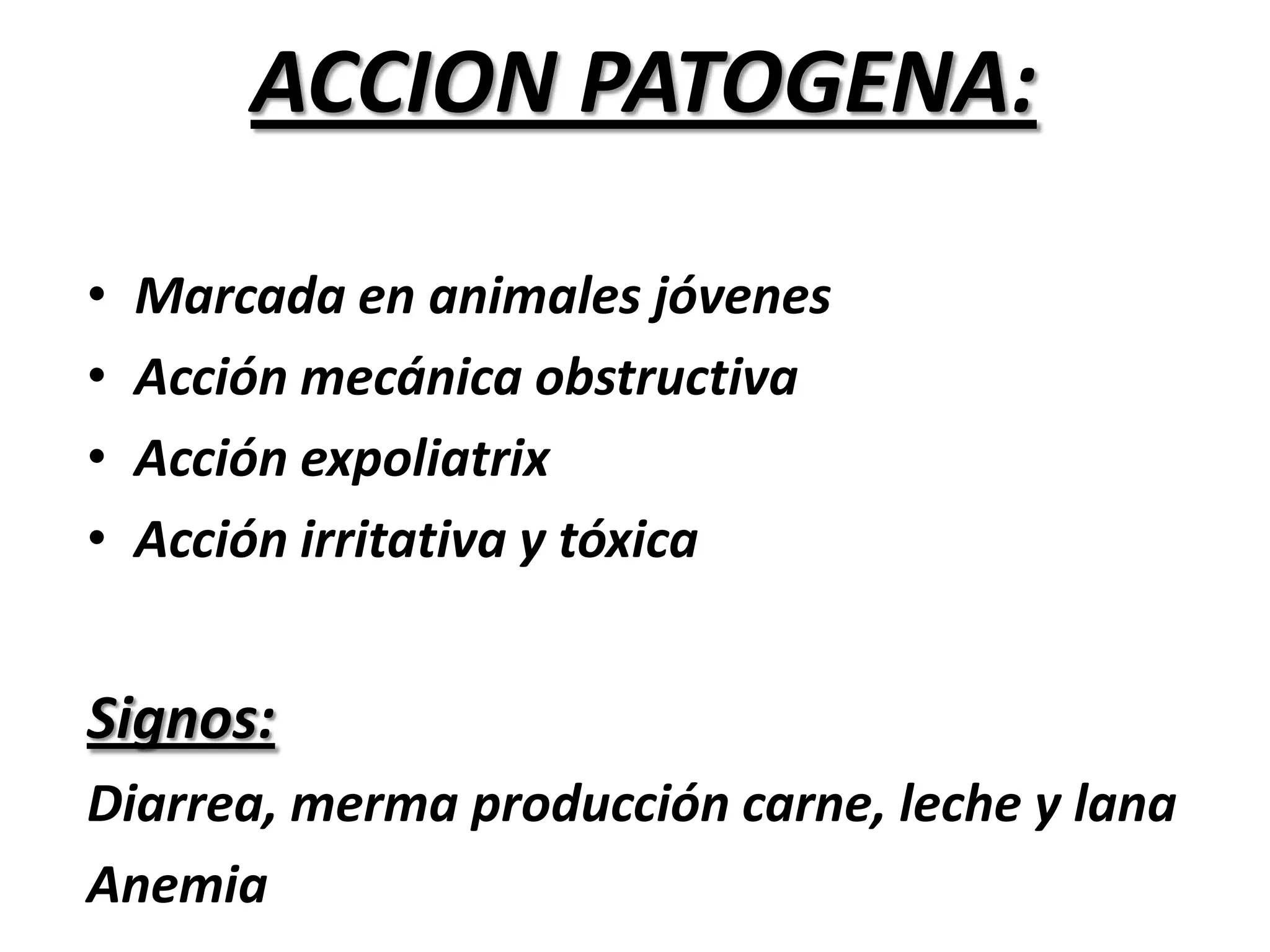 Vesículas  – Varios scolex