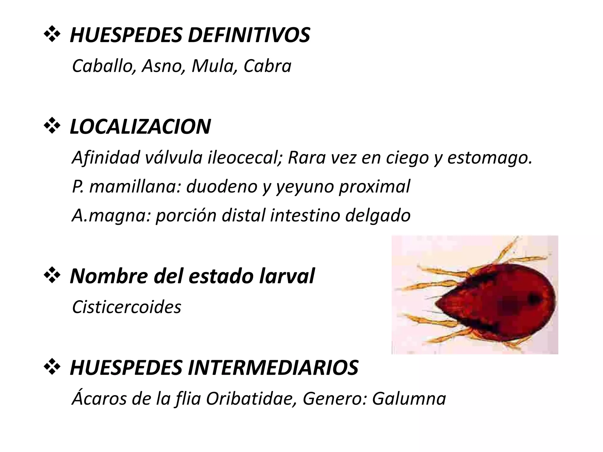 MonieziaAnoplocephalidaeAnoplocephalaTaeniidaeTaeniaEchinococcusDipylidiidaeDipylidiumChoanotaeniaDavaineidaeDavaineaRaillietinaHymenolepidiidaeHymenolepisDiphyllobothriidaeDiphyllobothrium