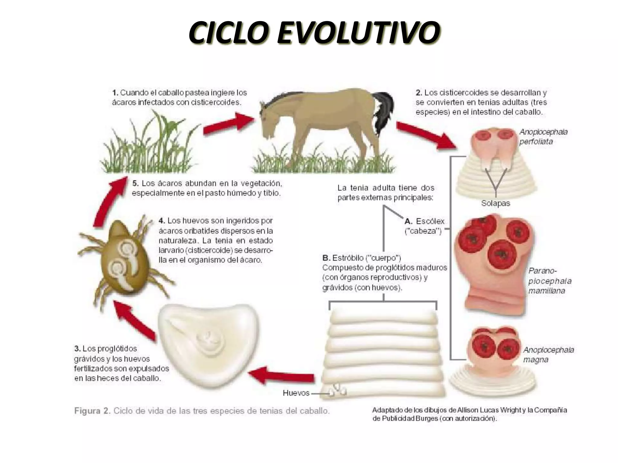FAMILIA ANOPLOCEPHALIDAESon inermesCarecen de rostelo y de ganchosProglotides mas anchos que largosHuevos atípicosParásitos de bovinos y equinosEstado larval: Cisticercoides