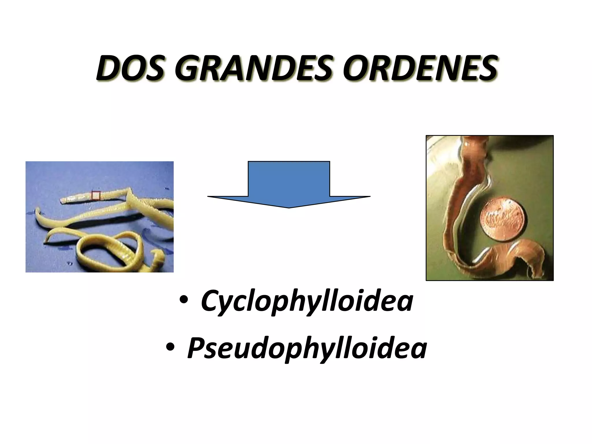 DOS GRANDES ORDENESCyclophylloideaPseudophylloidea