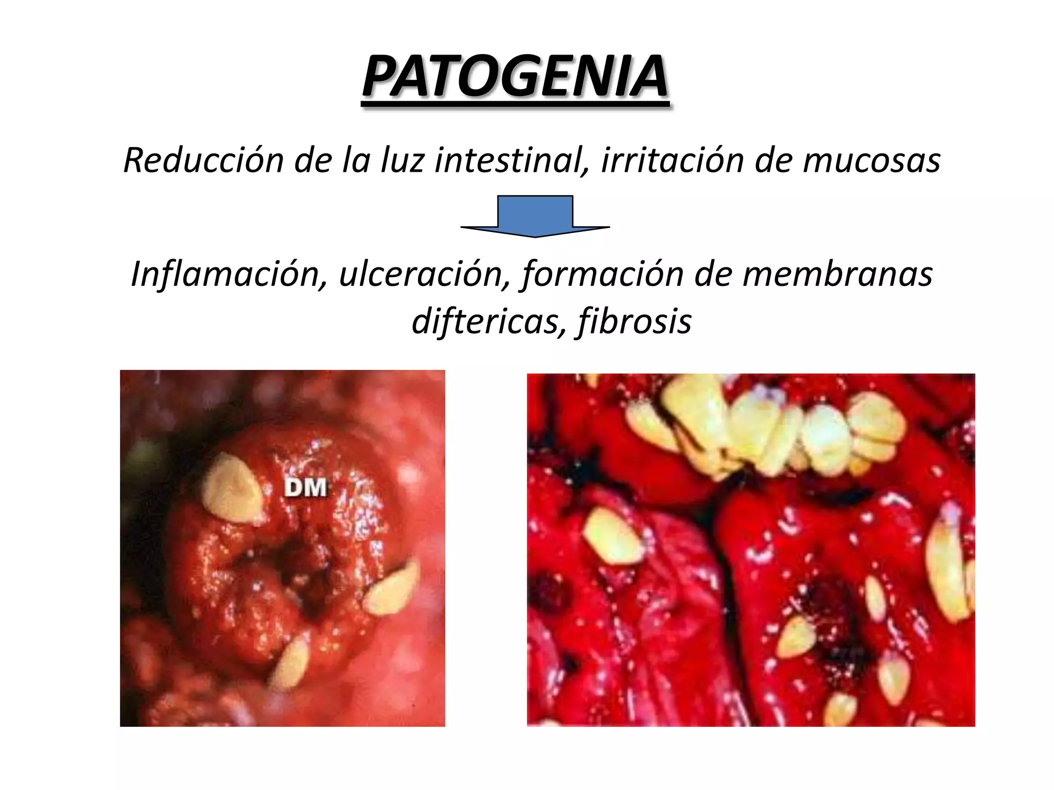 GENEROS:Monieziaexpanza	OvinosMonieziabennedeni	Bovinos	Anoplocephala perfoliata		Anoplocephala magna		      EquinosParanoplocephalamamillana