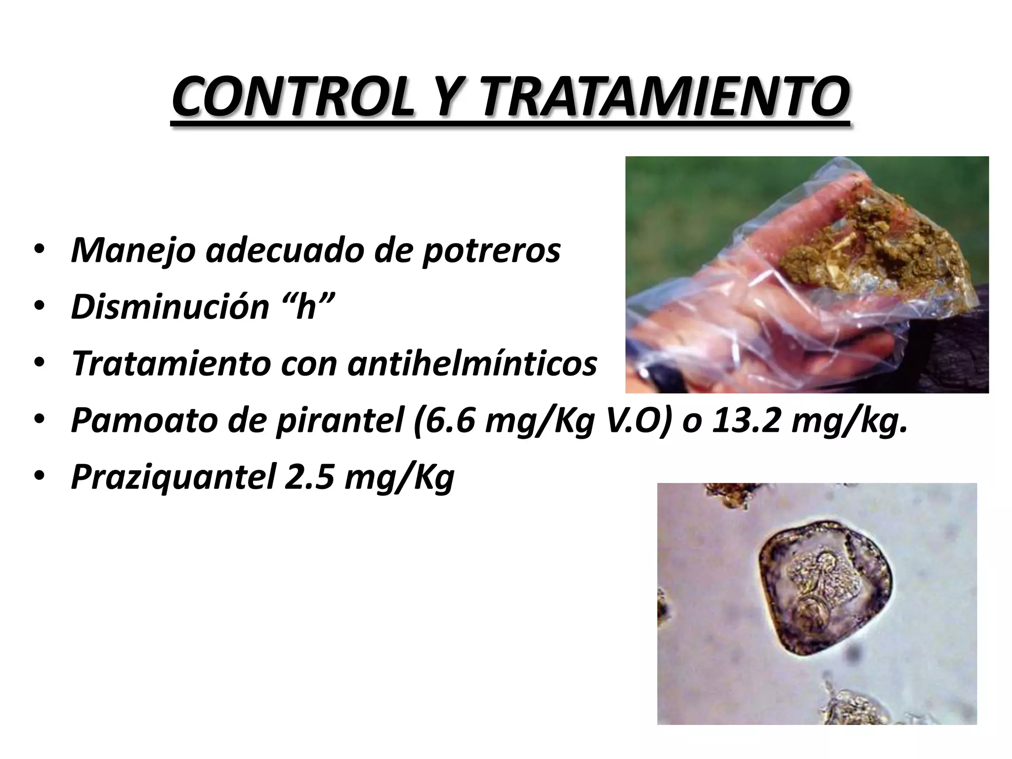 HUESPED DEFINITIVO:Bovino, ovino y caprinoHUESPED INTERMEDIARIO:Ácaros de los pastos, FliaOribatidae, Genero: GalumnaLOCALIZACION:Intestino delgado