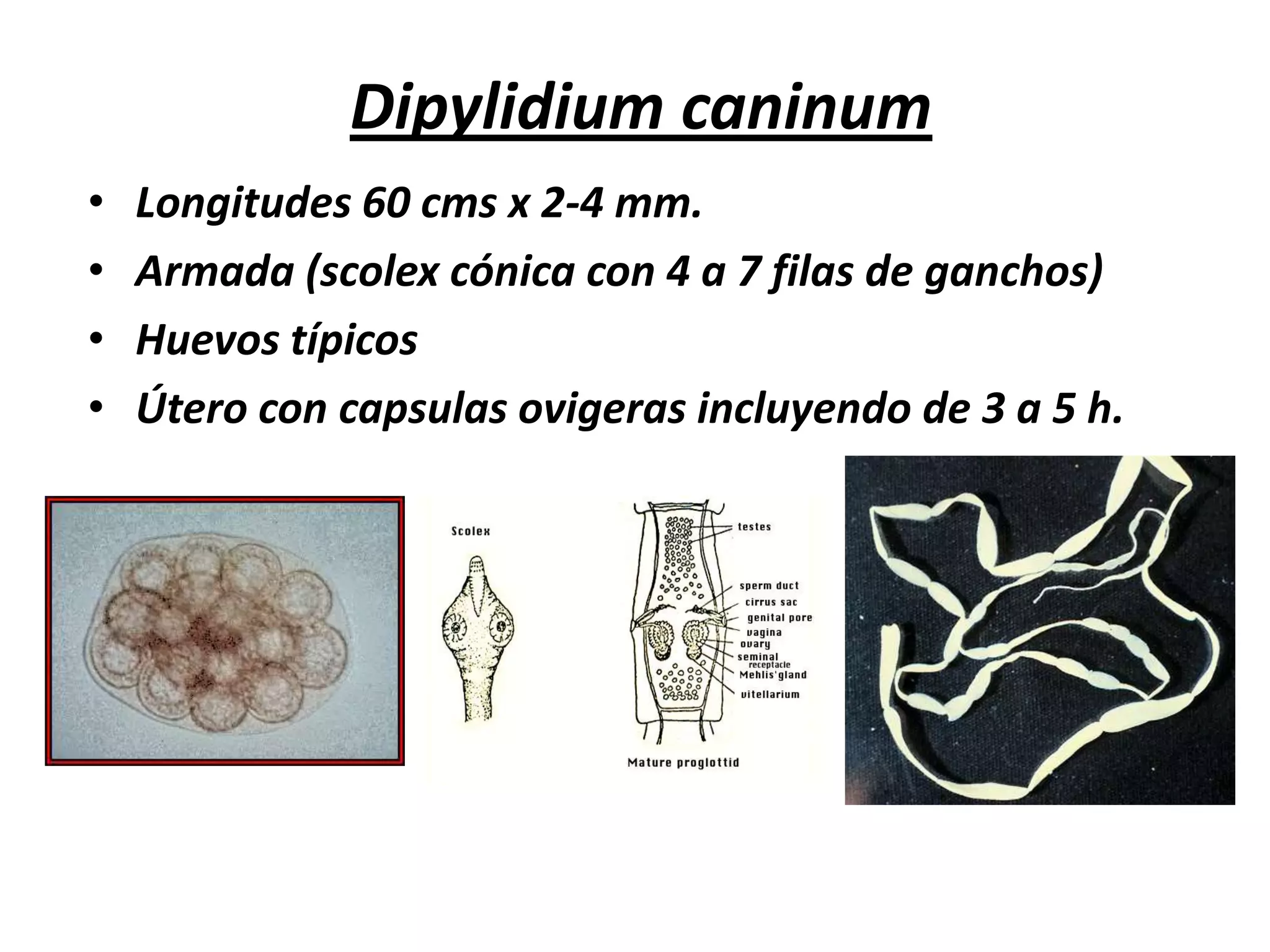 ACCION PATOGENA:Marcada en animales jóvenesAcción mecánica obstructivaAcción expoliatrixAcción irritativa y tóxicaSignos:Diarrea, merma producción carne, leche y lanaAnemia