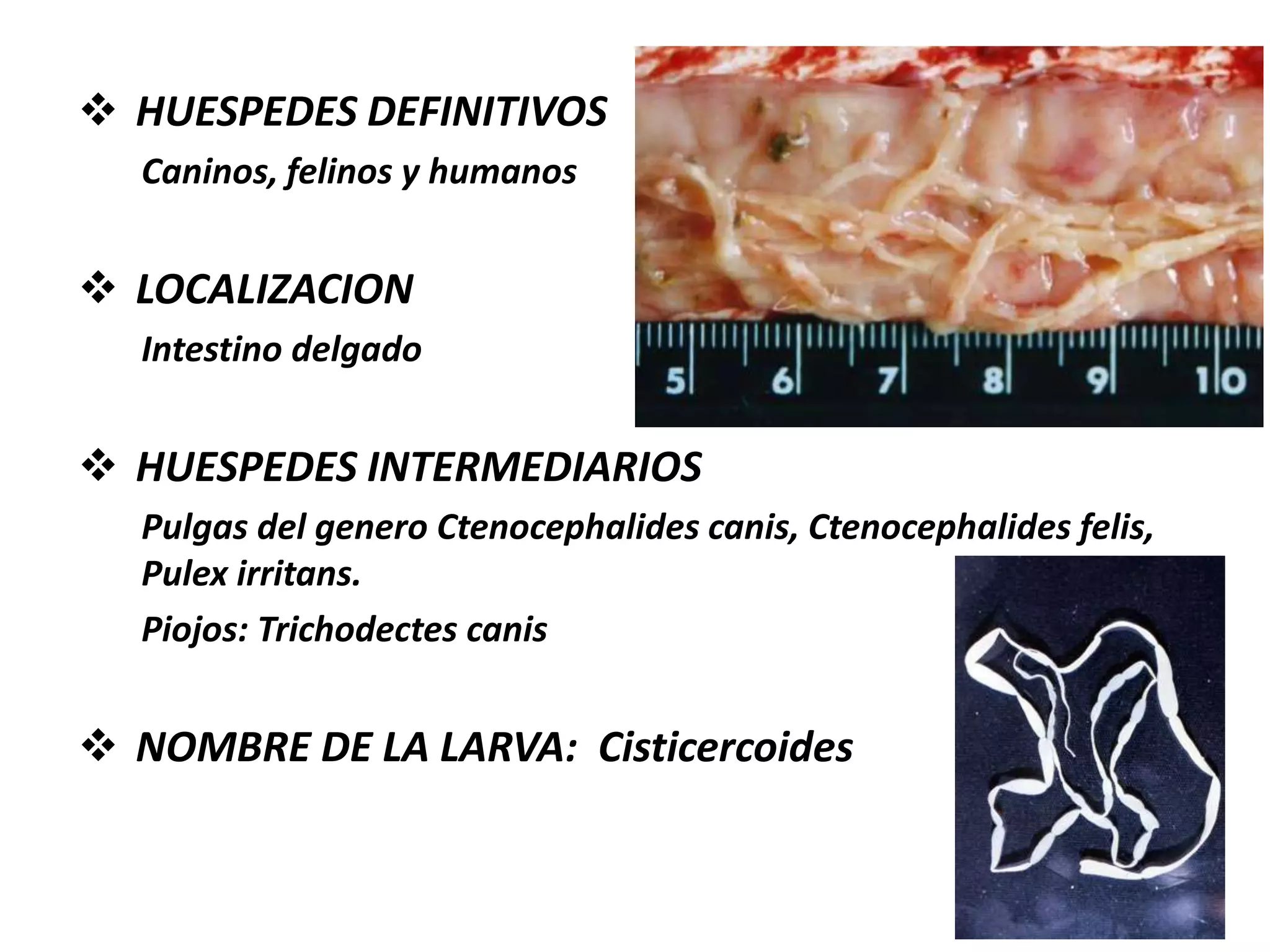 ANOPLOCEPHALA PERFOLIATALong. 5-8 cms x 1.2 cmsInermeSegmentos mas anchos que largo (Hojas)Huevos atípicos4 ventosas