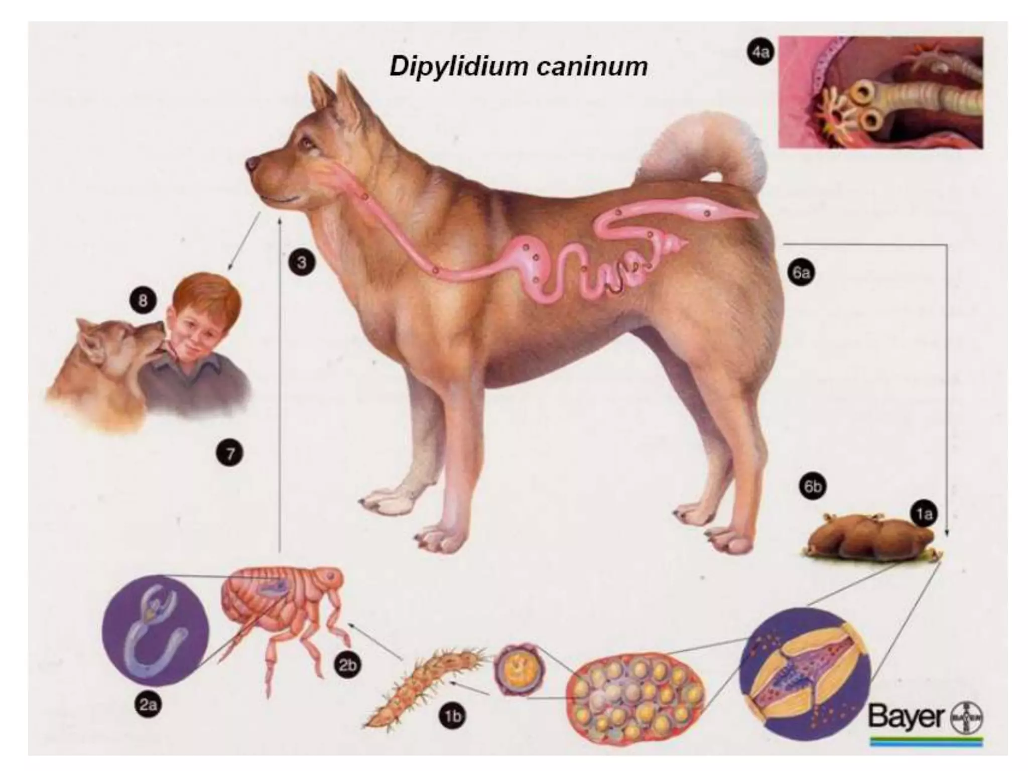 Anoplocephala magna : Long. 80 cms x 2.5Paranoplocephala mamillana: 50 mm x 4 mm