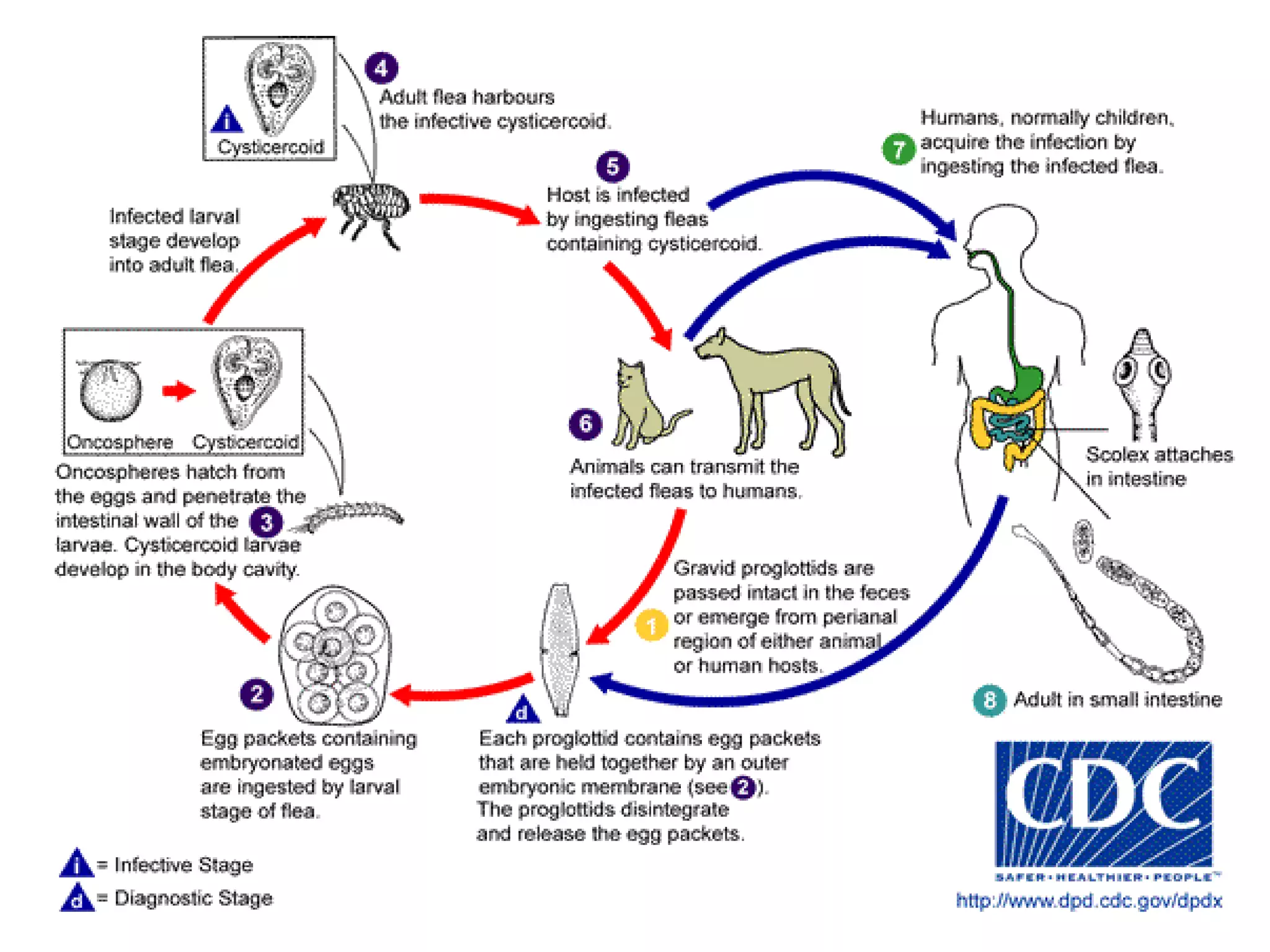  HUESPEDES DEFINITIVOSCaballo, Asno, Mula, Cabra LOCALIZACIONAfinidad válvula ileocecal; Rara vez en ciego y estomago.P. mamillana: duodeno y yeyuno proximalA.magna: porción distal intestino delgado Nombre del estado larvalCisticercoides HUESPEDES INTERMEDIARIOSÁcaros de la fliaOribatidae, Genero: Galumna