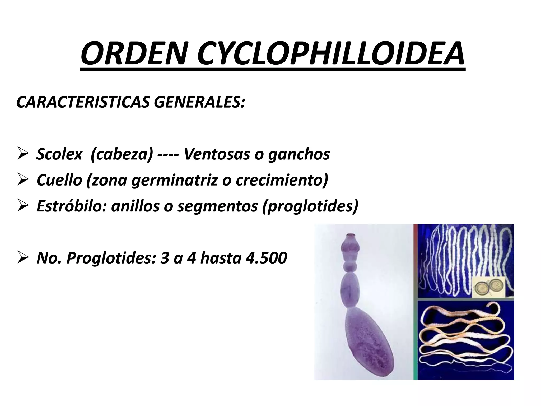 ORDEN CYCLOPHILLOIDEACARACTERISTICAS GENERALES:Scolex  (cabeza) ---- Ventosas o ganchos