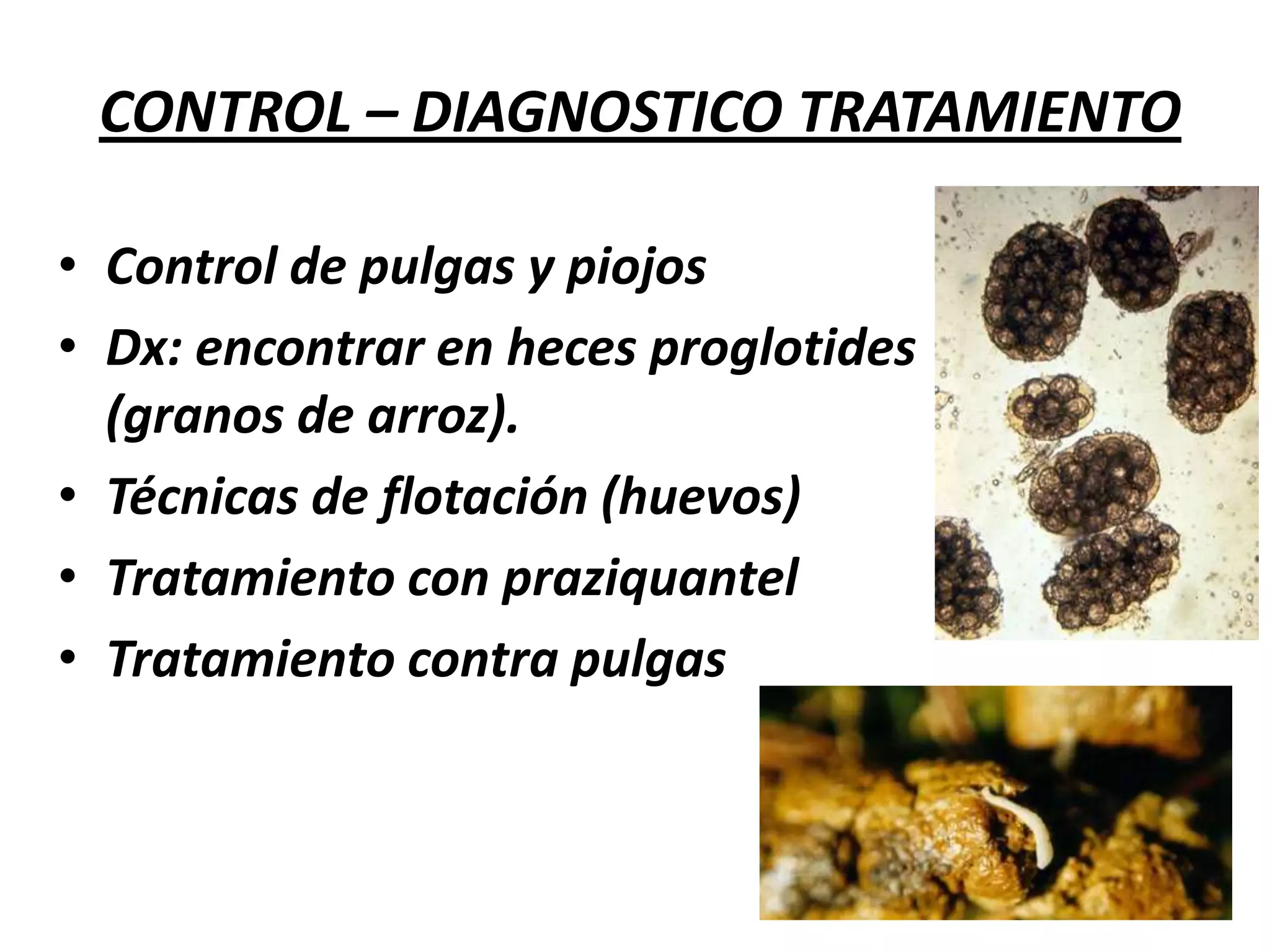 PerforaciónPeritonitisIntususcepciónProlapso de ileon terminal y el ciegoHipertrofia e hiperplasiaCólicoDiarreaDeficiencia desarrollo