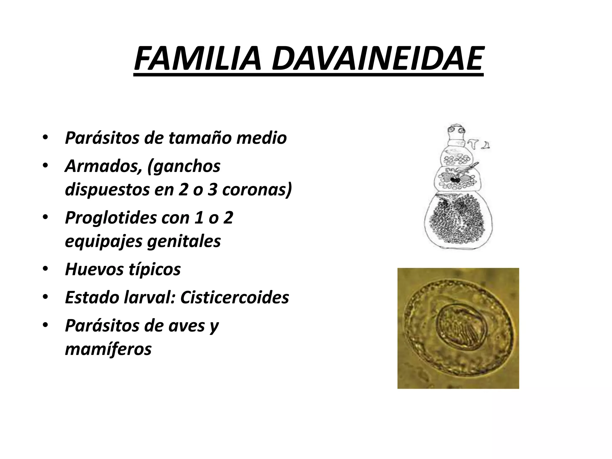 FAMILIA DIPYLIDIIDAETenias armadasScolex con rostello provisto de ganchosEquipaje reproductor sencillo o dobleEstado larval: cisticercoidesParásitos de caninos, felinos, humanos y avesDipylidium caninumChoanotaeniainfundibulum