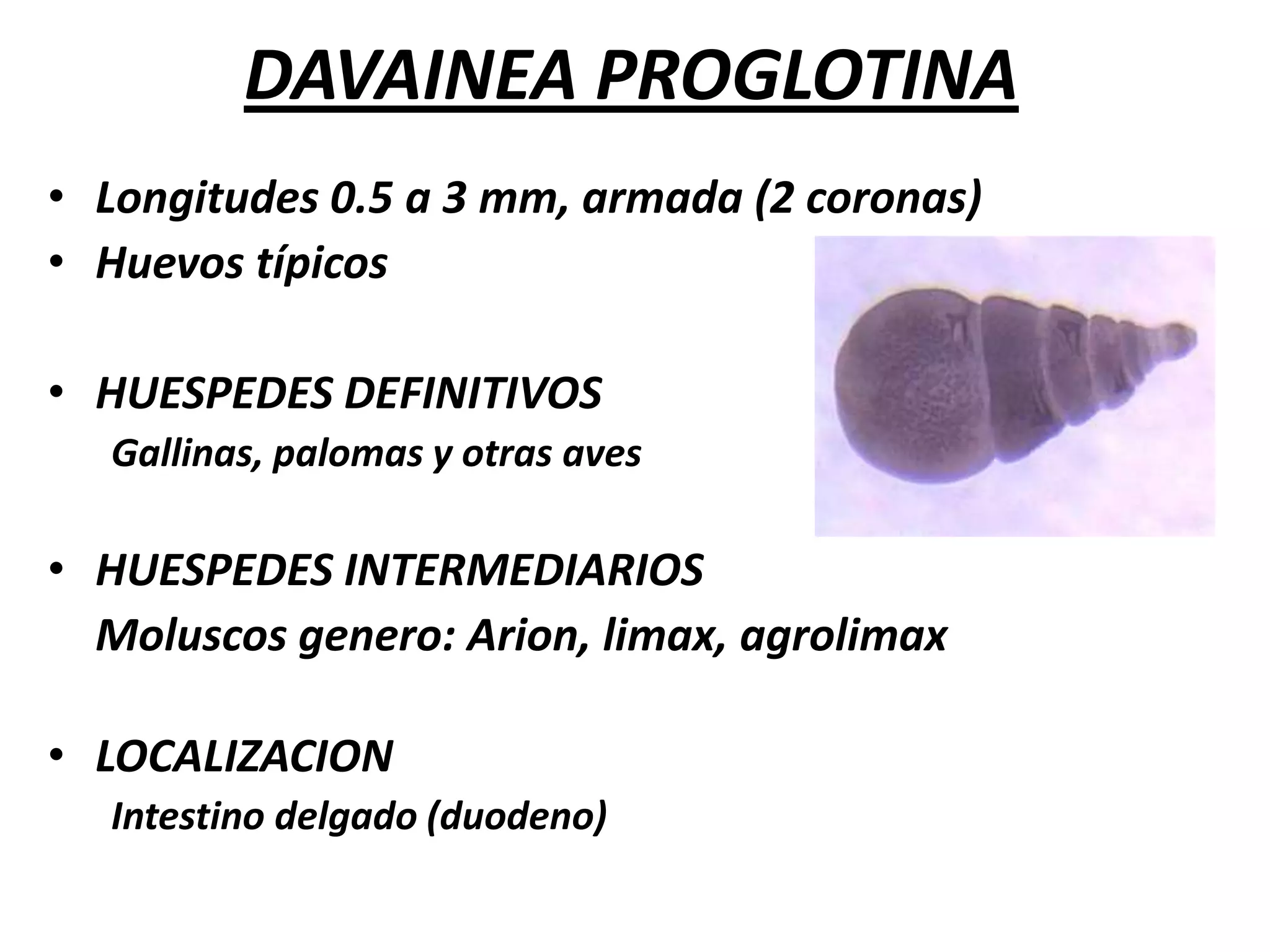  HUESPEDES DEFINITIVOSCaninos, felinos y humanos LOCALIZACIONIntestino delgado HUESPEDES INTERMEDIARIOSPulgas del genero Ctenocephalides canis, Ctenocephalides felis, Pulex irritans.Piojos: Trichodectes canis NOMBRE DE LA LARVA:  Cisticercoides