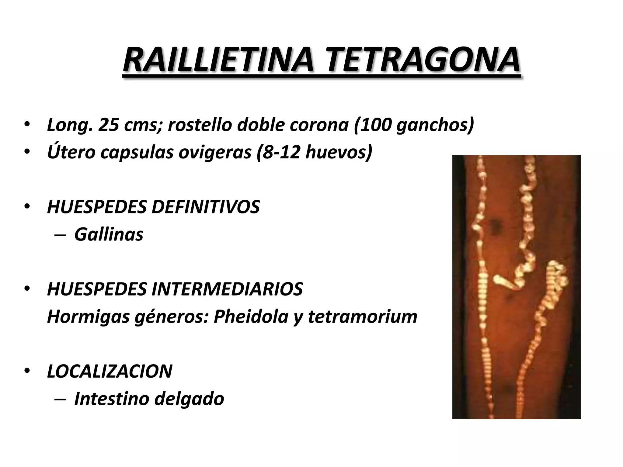  Expoliatrix, irritativa.