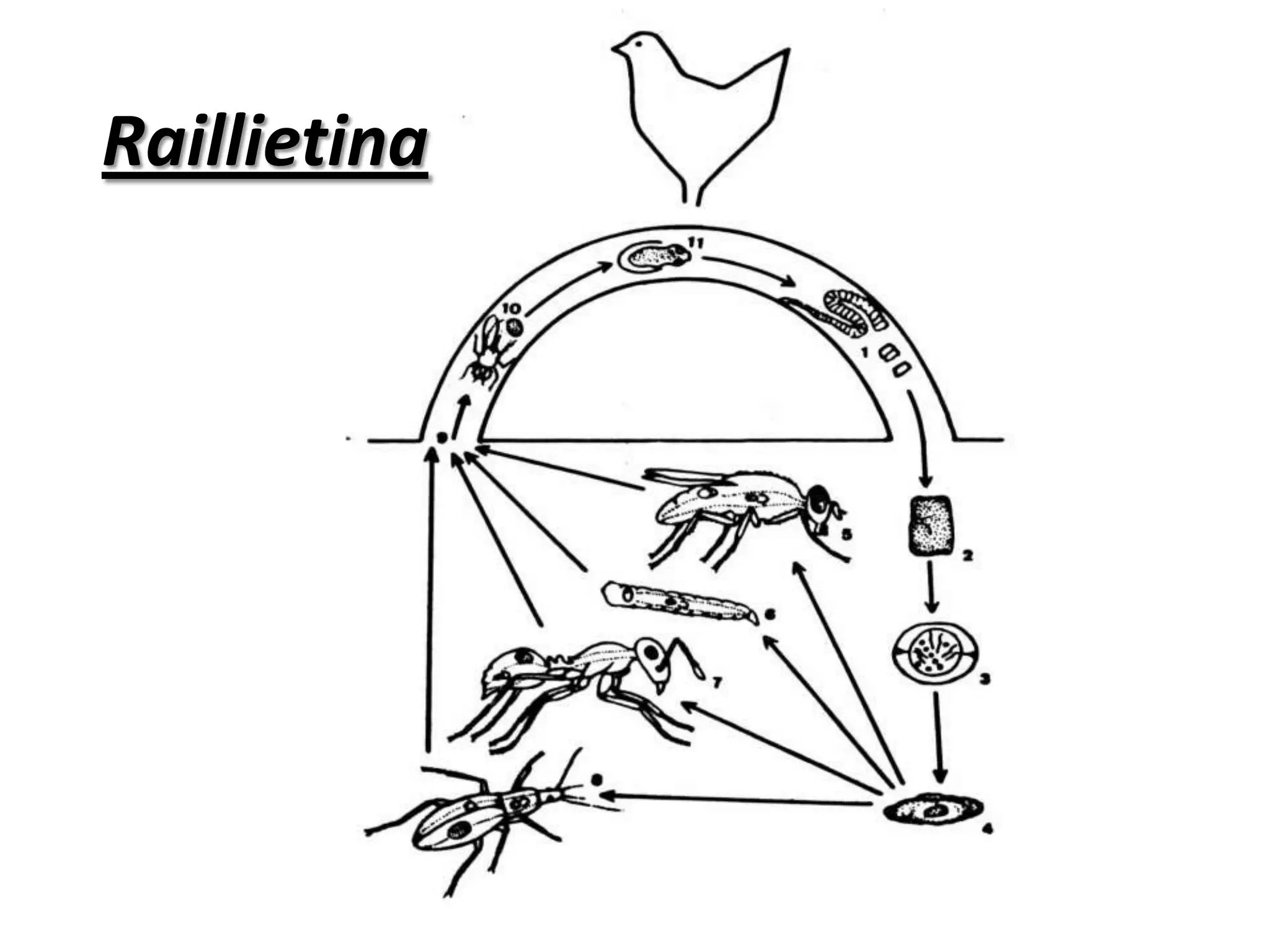  Diarrea o estreñimiento