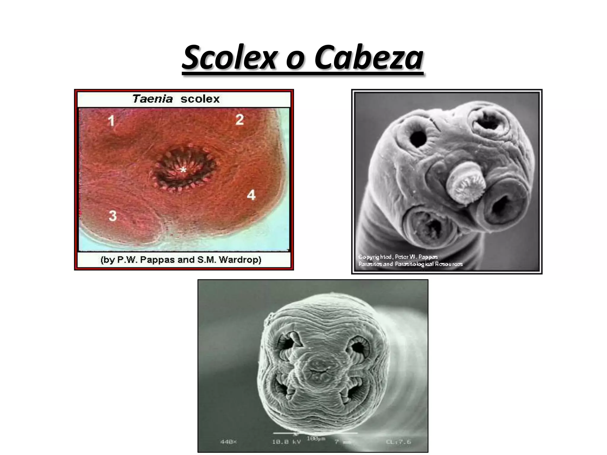 Cuello (zona germinatriz o crecimiento)