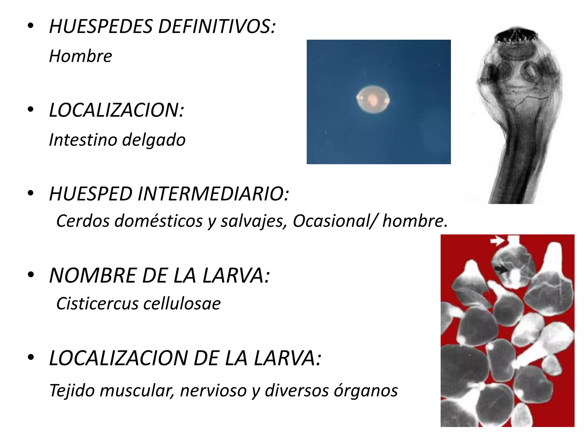  Armada (scolex ganchos 16 – 20)