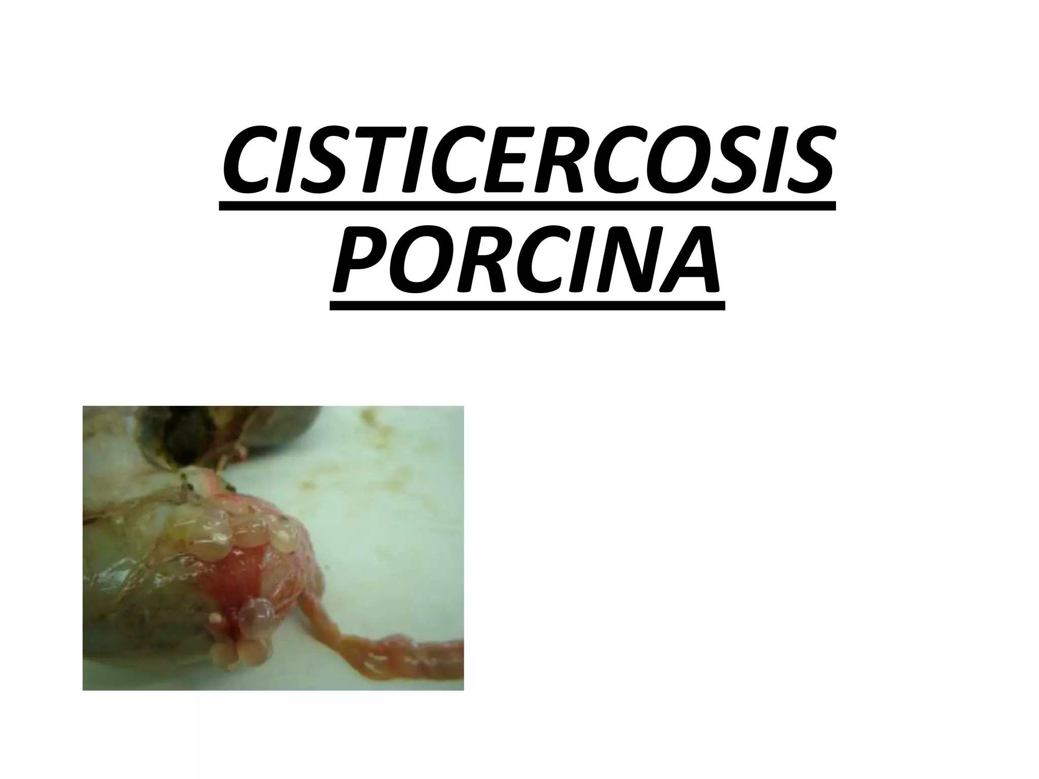  HUESPEDES DEFINITIVOS:Gallinas, Pavo y otras gallináceas LOCALIZACION:  intestino delgado