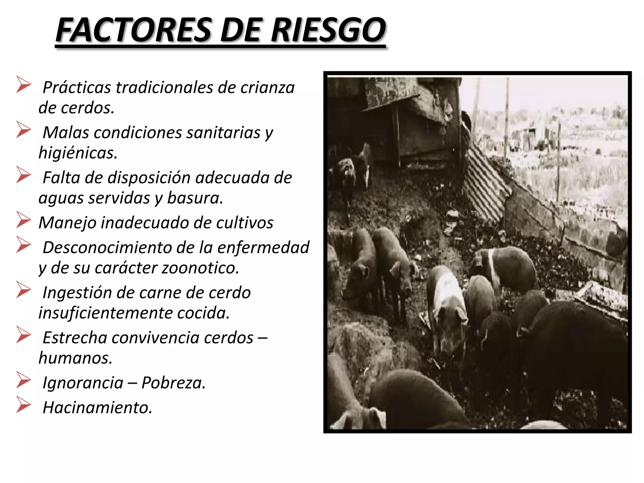 HUESPEDES INTERMEDIARIOS:Moscas del genero: Musca domesticaEscarabajos genero: Aphodius, Calathus, Geotrupes