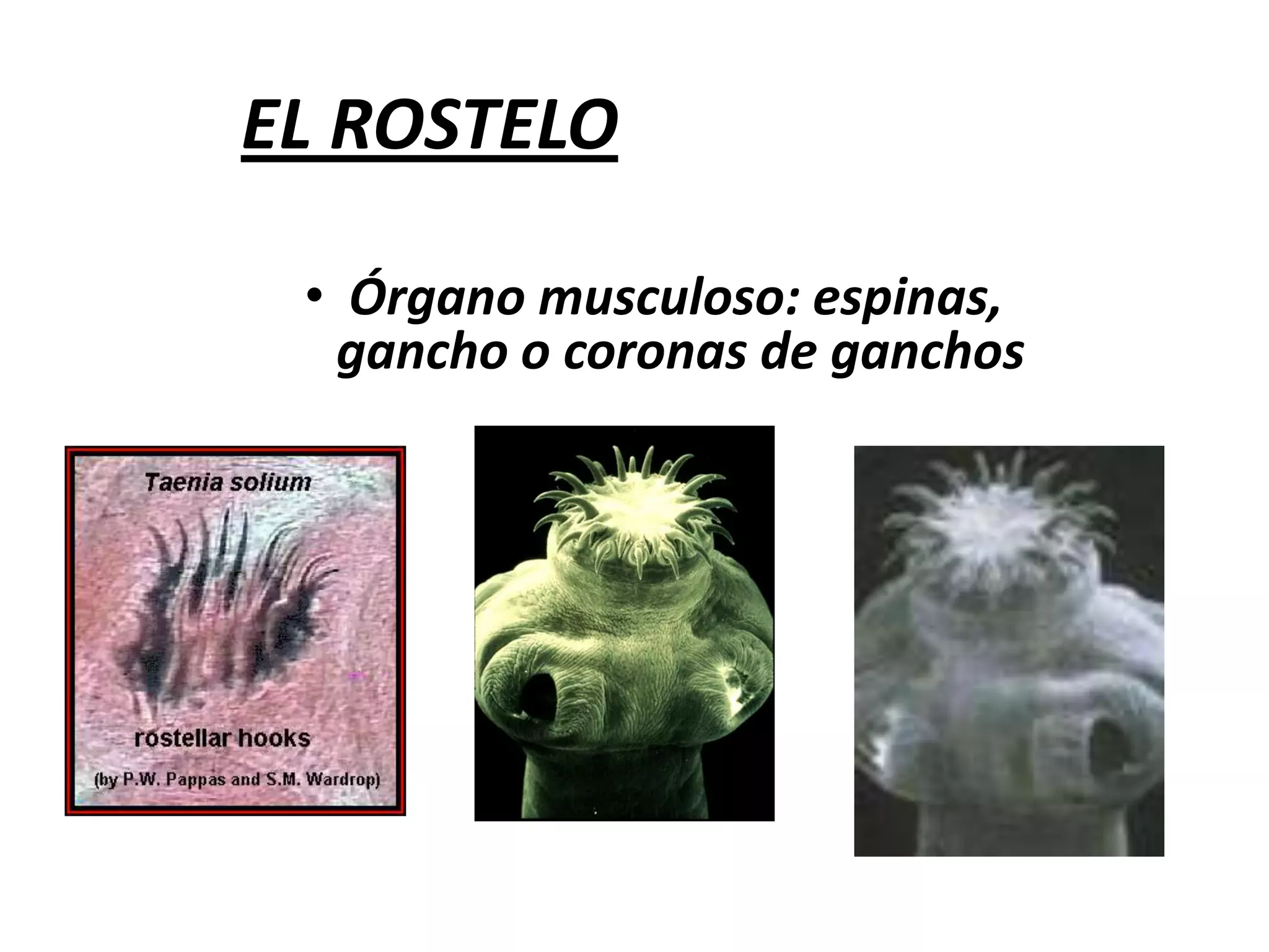 Estróbilo: anillos o segmentos (proglotides)