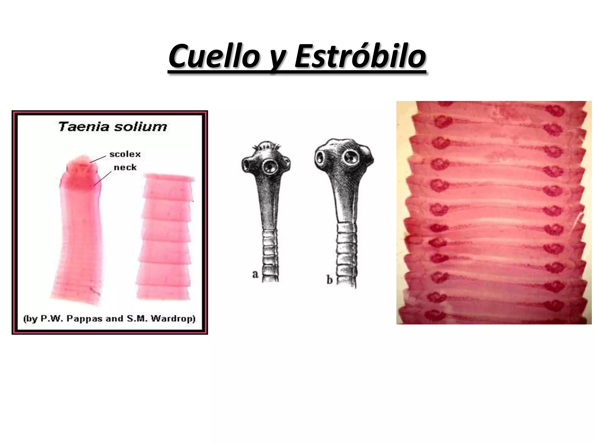 No. Proglotides: 3 a 4 hasta 4.500Scolex o Cabeza