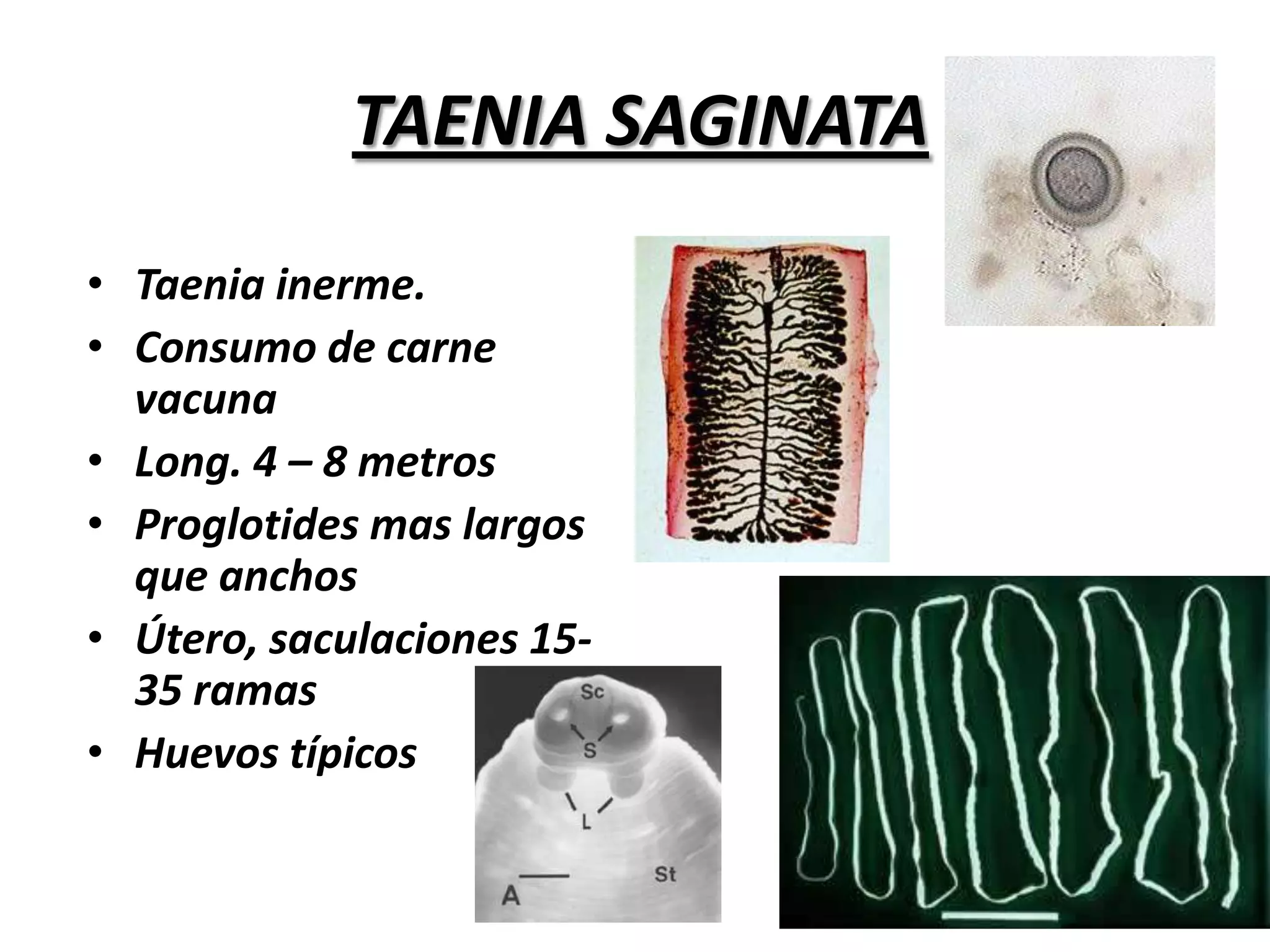  Desconocimiento de la enfermedad y de su carácter zoonotico.