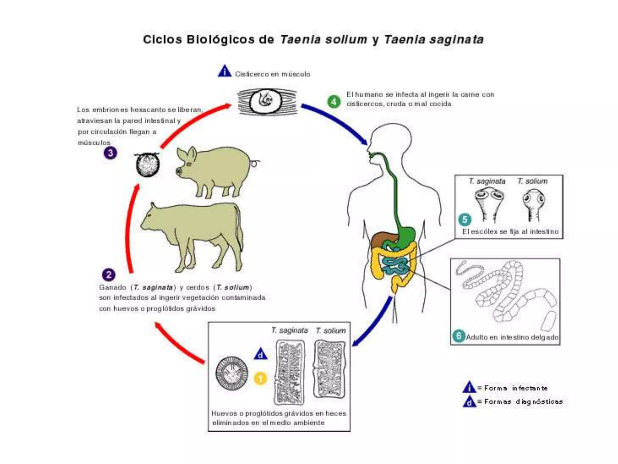  Estrecha convivencia cerdos – humanos.