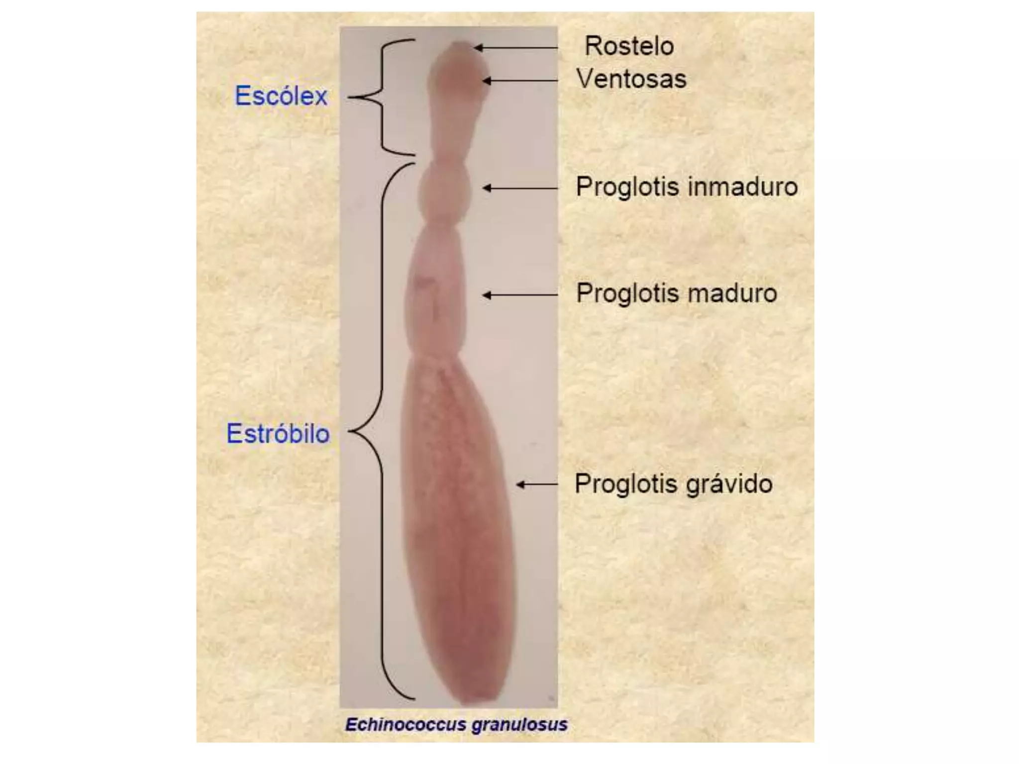 EL ROSTELO Órgano musculoso: espinas, gancho o coronas de ganchos