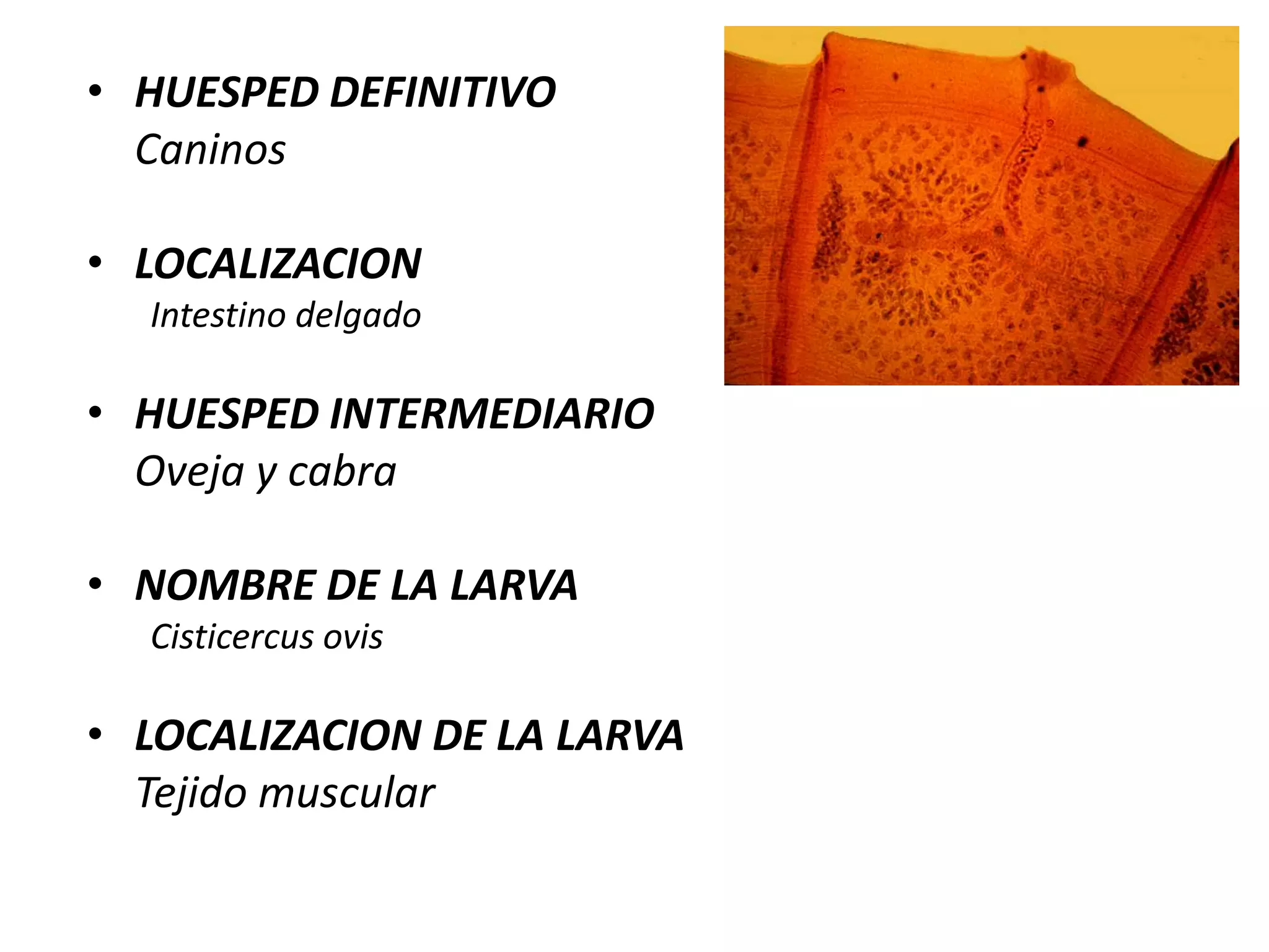 40 días aumenta 4 veces su tamaño (cabeza desprovista de ganchos).