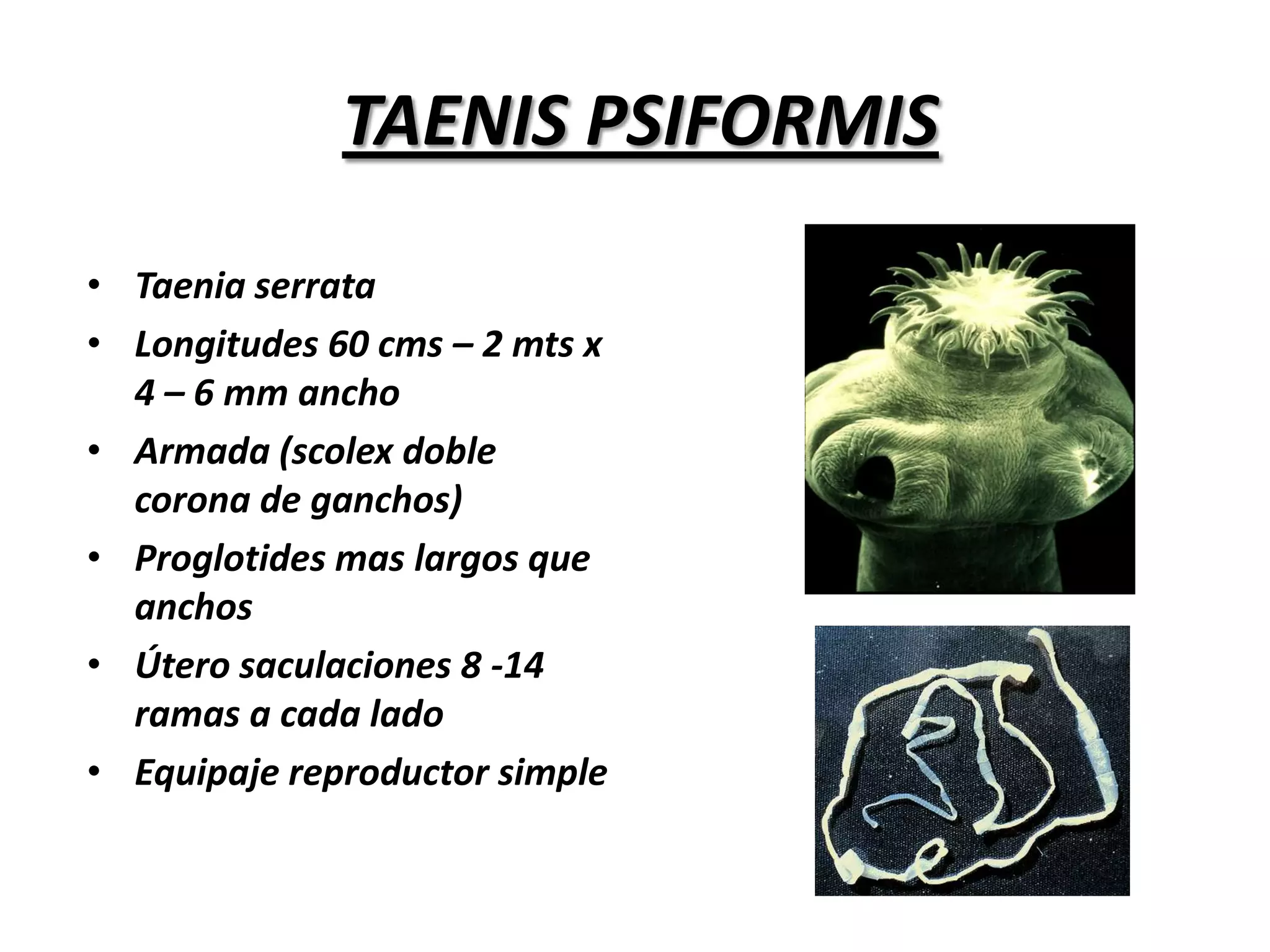 60 días tamaño de un fríjol (ventosas y ganchos)