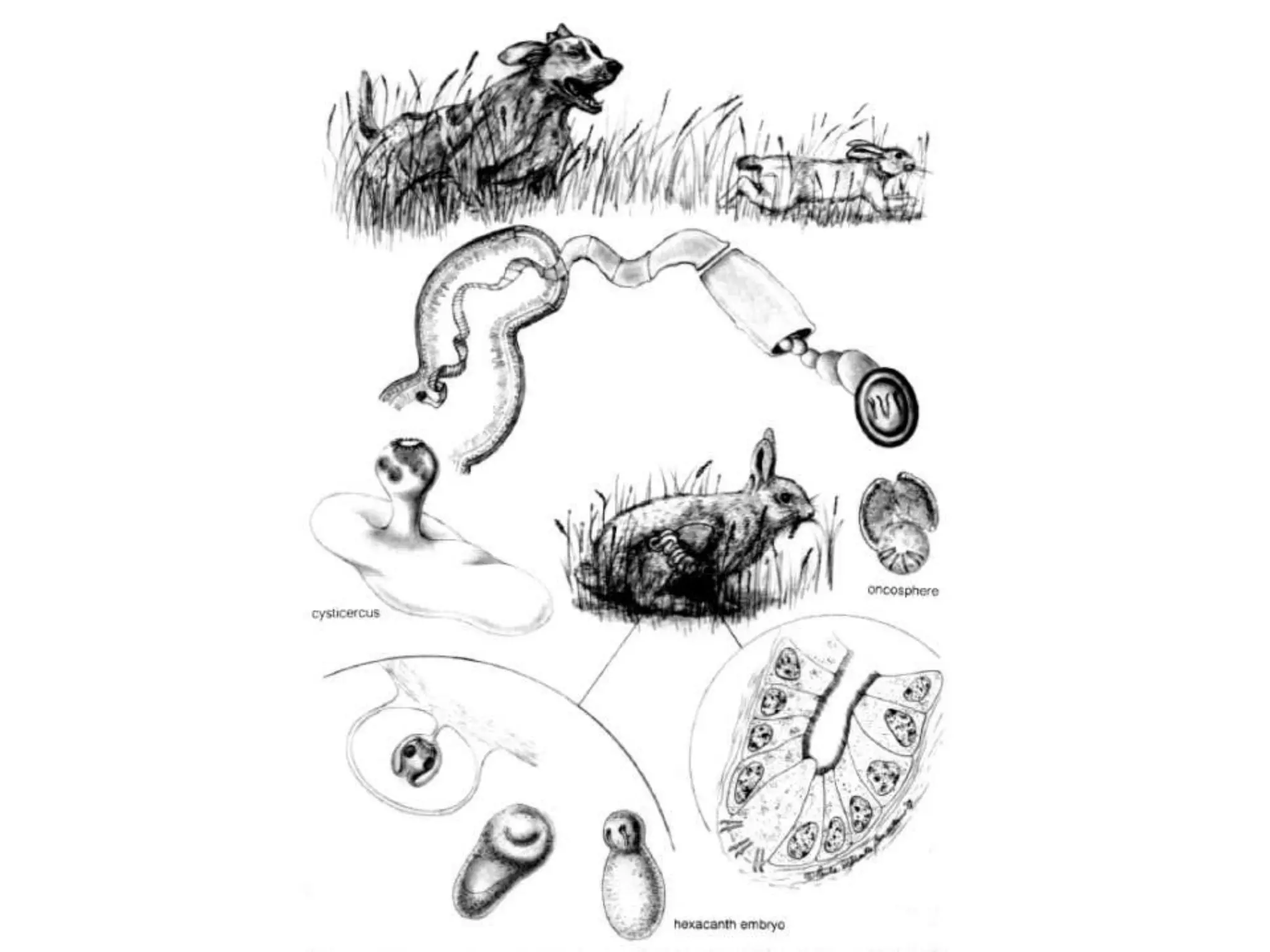  Generalmente asintomaticos.