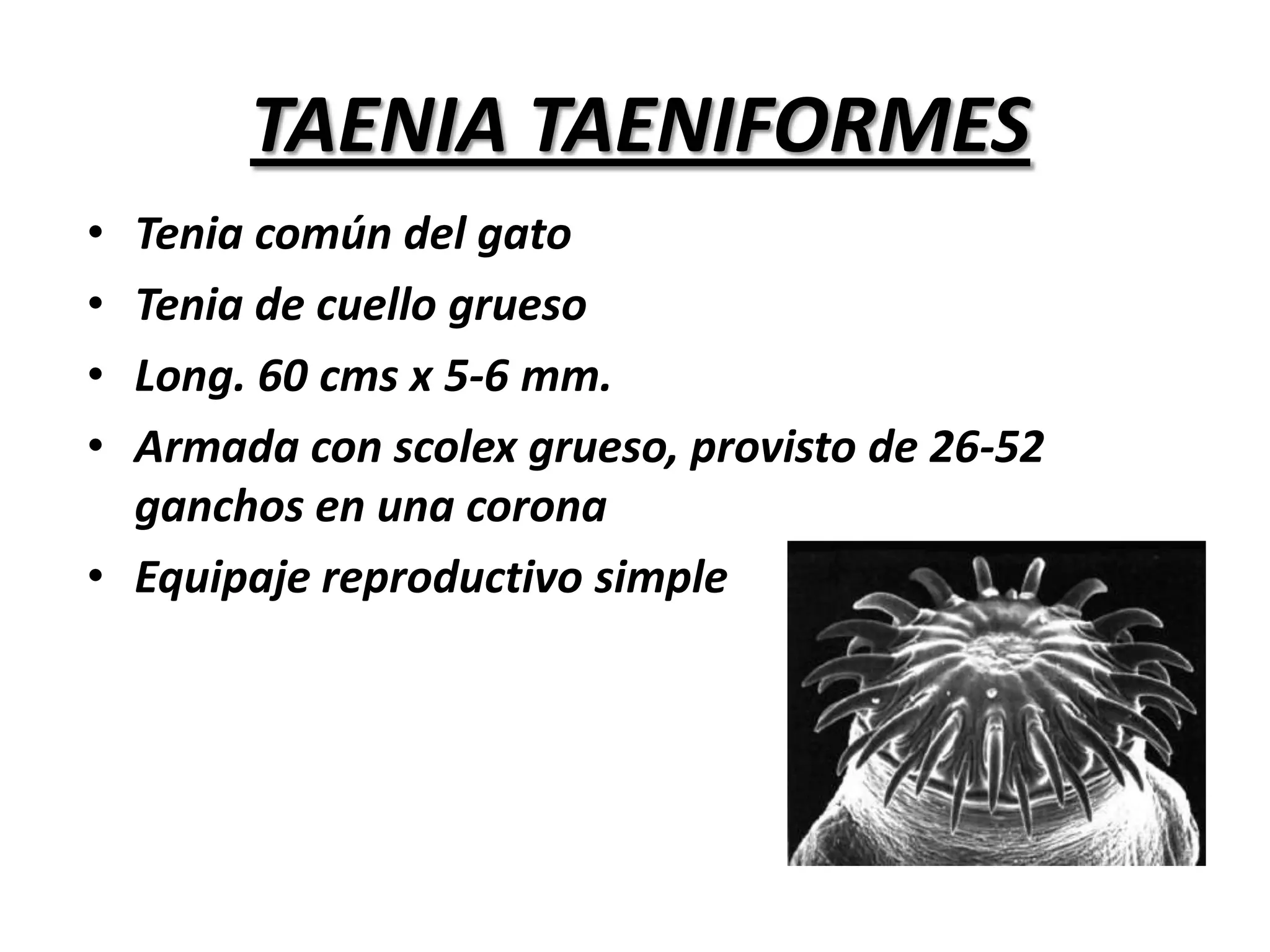  Músculos de color pálido, gris-rojizo, blandos, húmedos y con variado número de cisticercos.