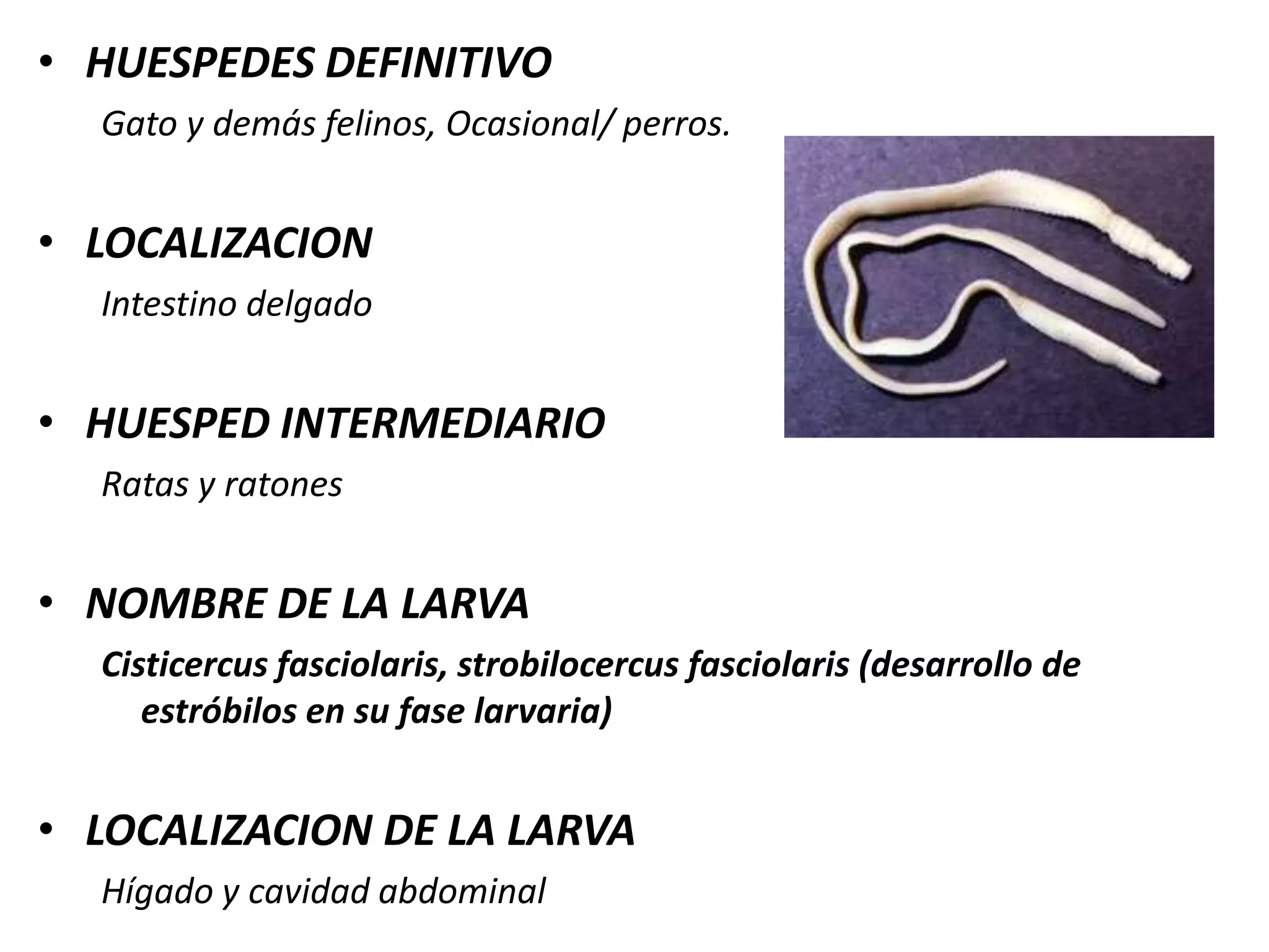  Vesículas compactas del tamaño y aspecto de grano de arroz, con liquido acuoso en su interior y en el centro un punto blanco opaco.