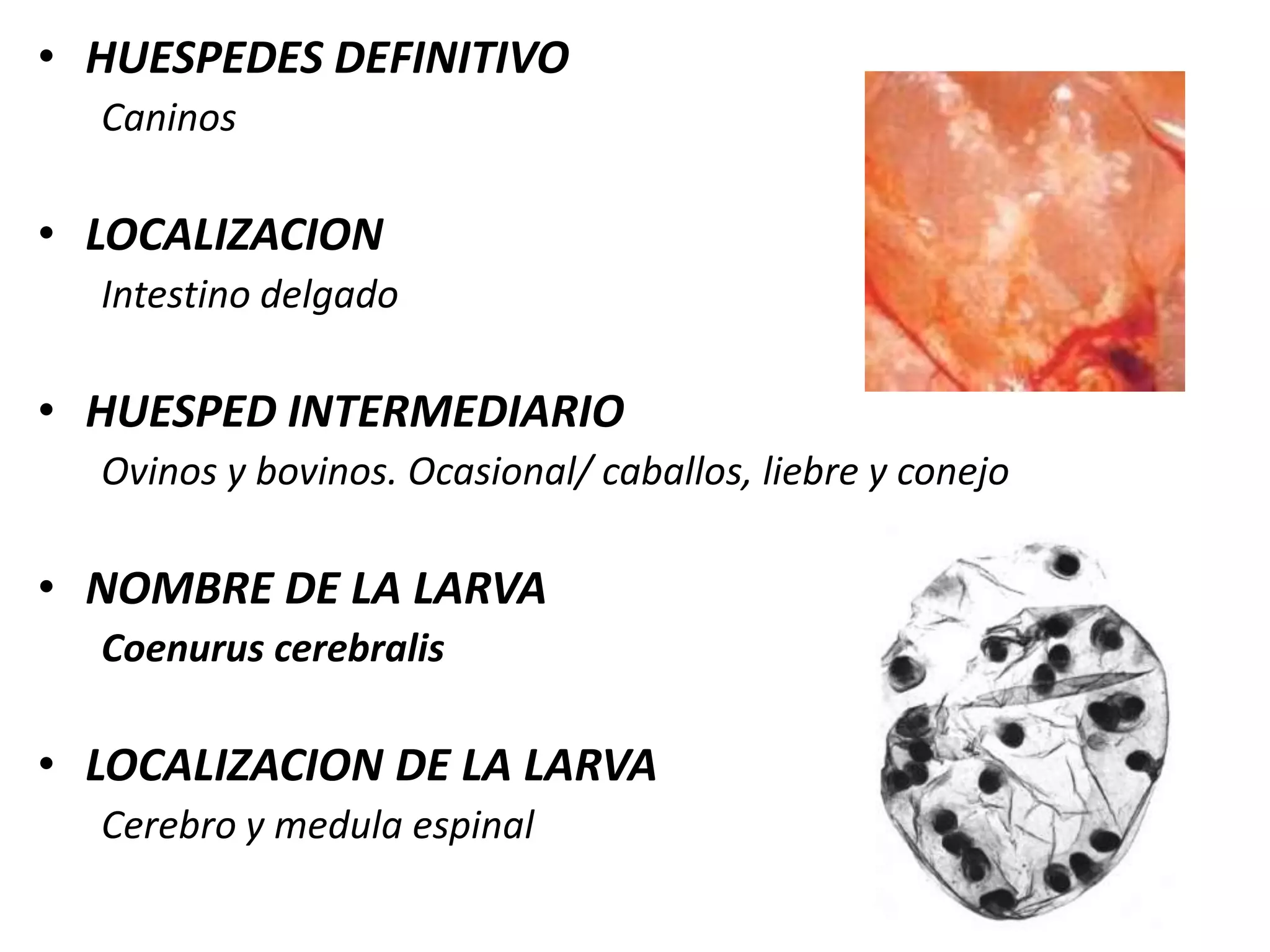  Capas musculares profundas 