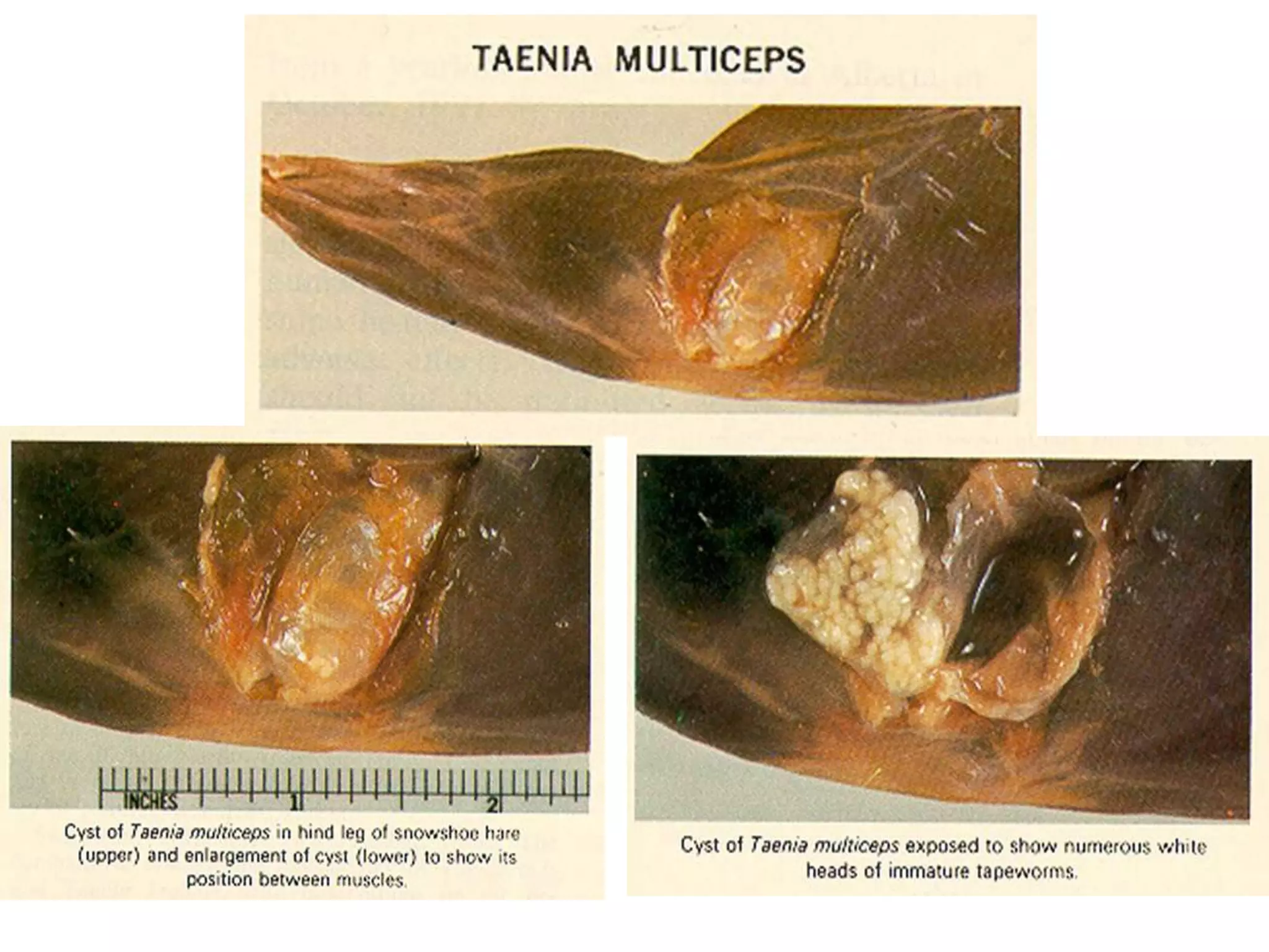  Cabeza, especialmente maseteros; cuello; diafragma.