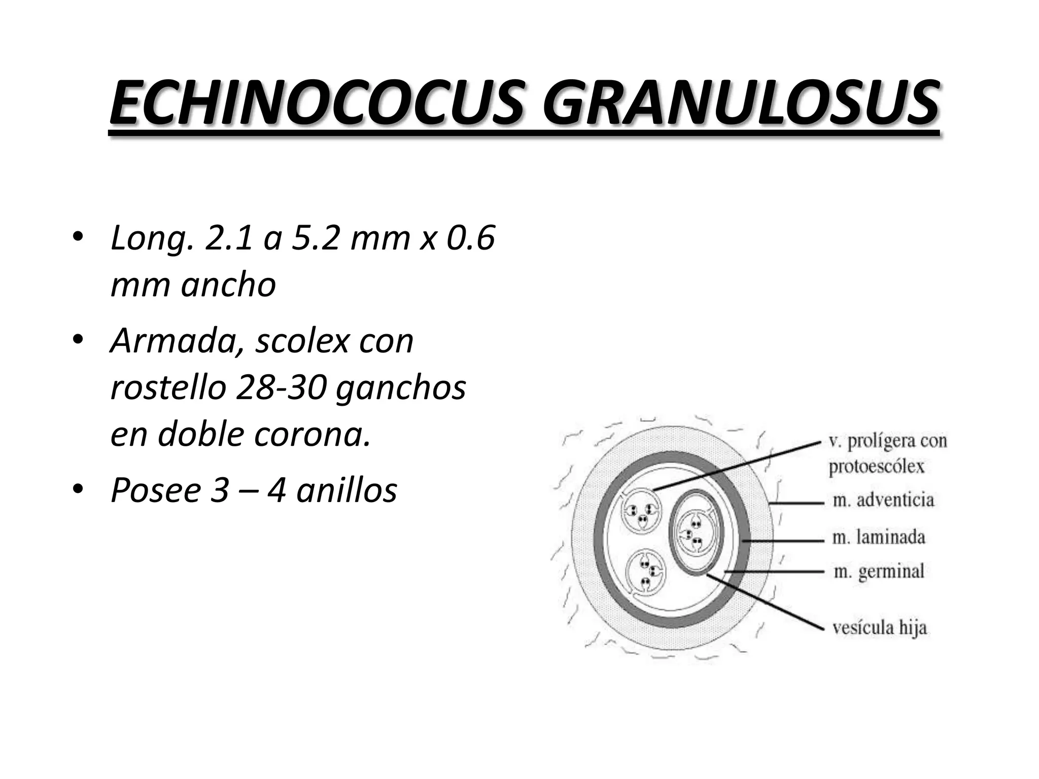  Temperaturas de 8-10°C muere en 4 días.