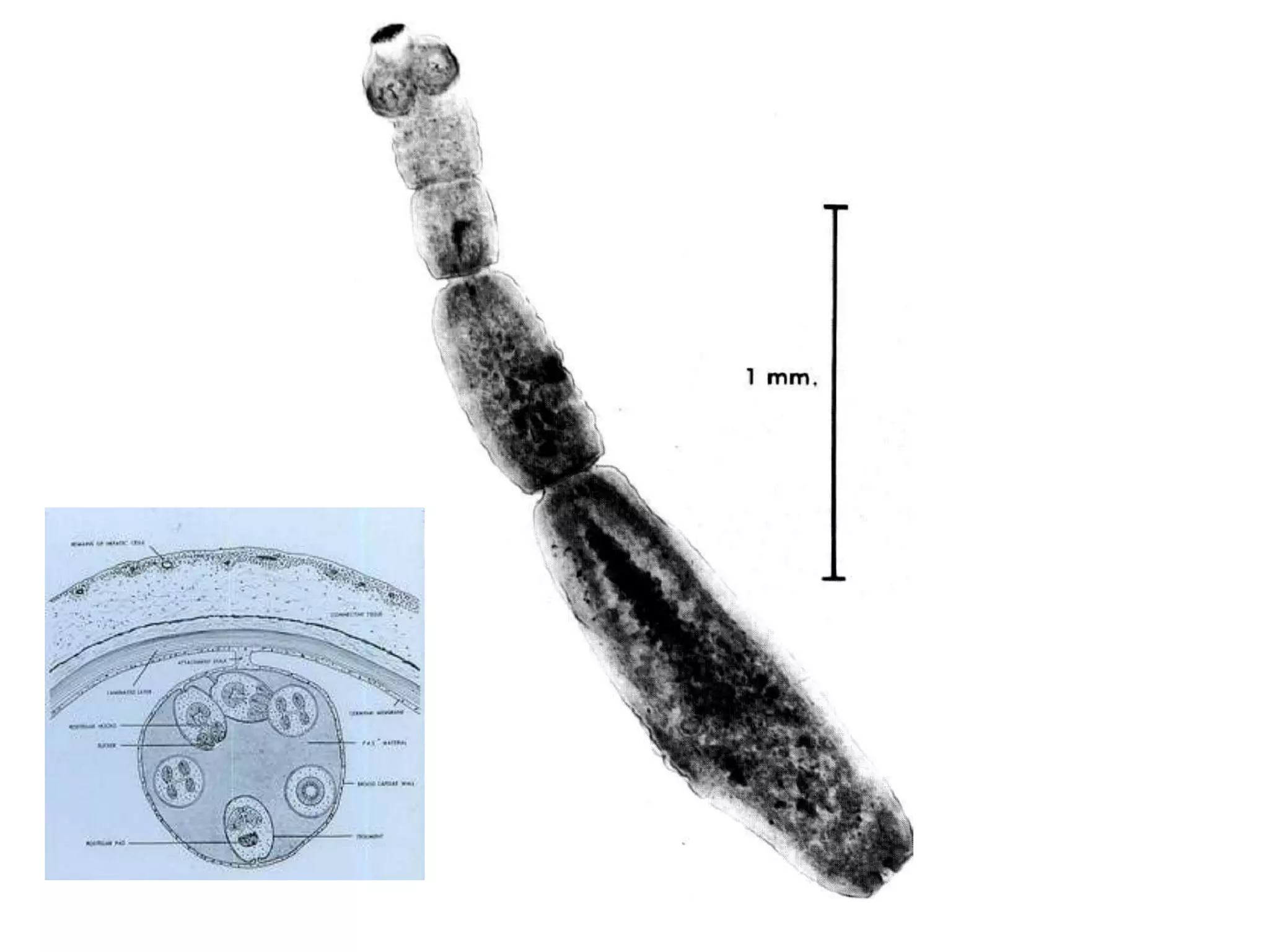 Muere en 3 días a 12°C y a 15°C en 12 horas.