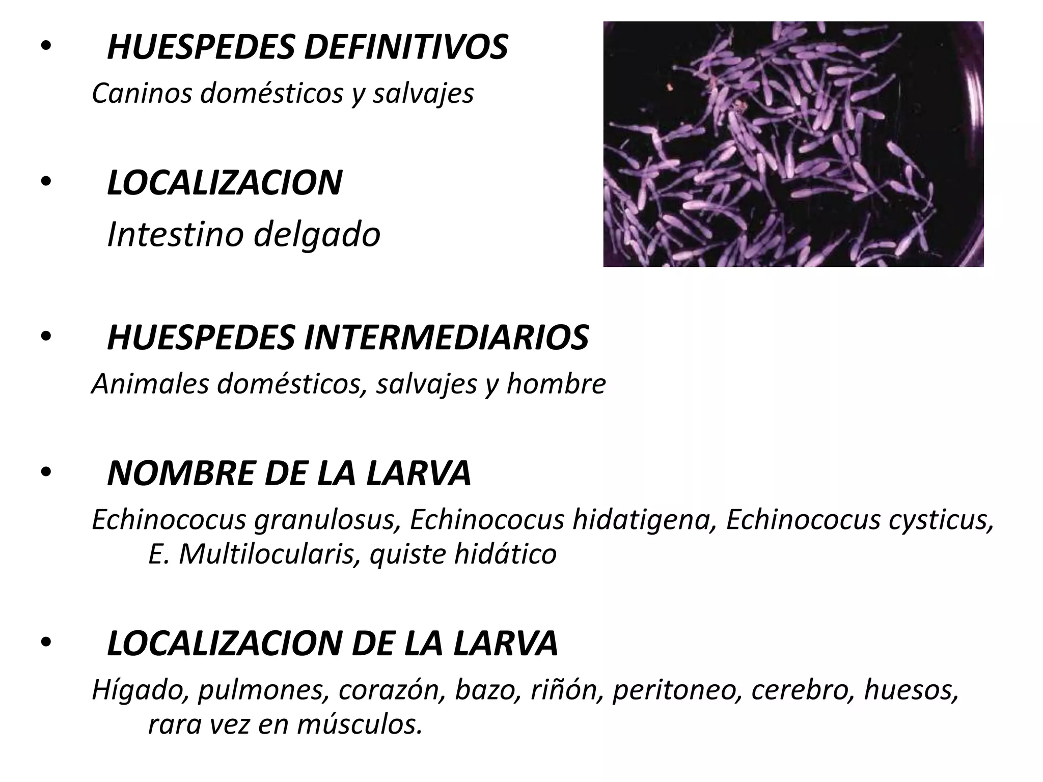  En salmuera (15%) muere en 14 días